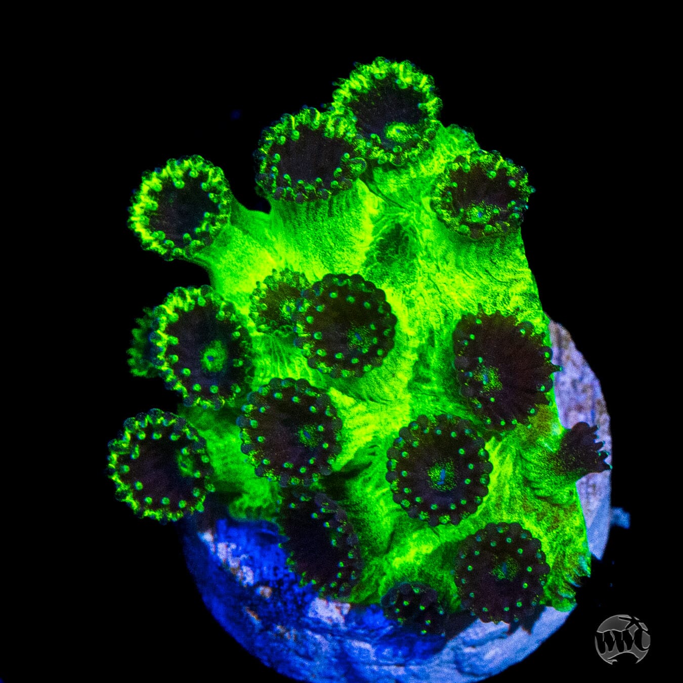 WWC Mint Chip Plesiastrea Coral