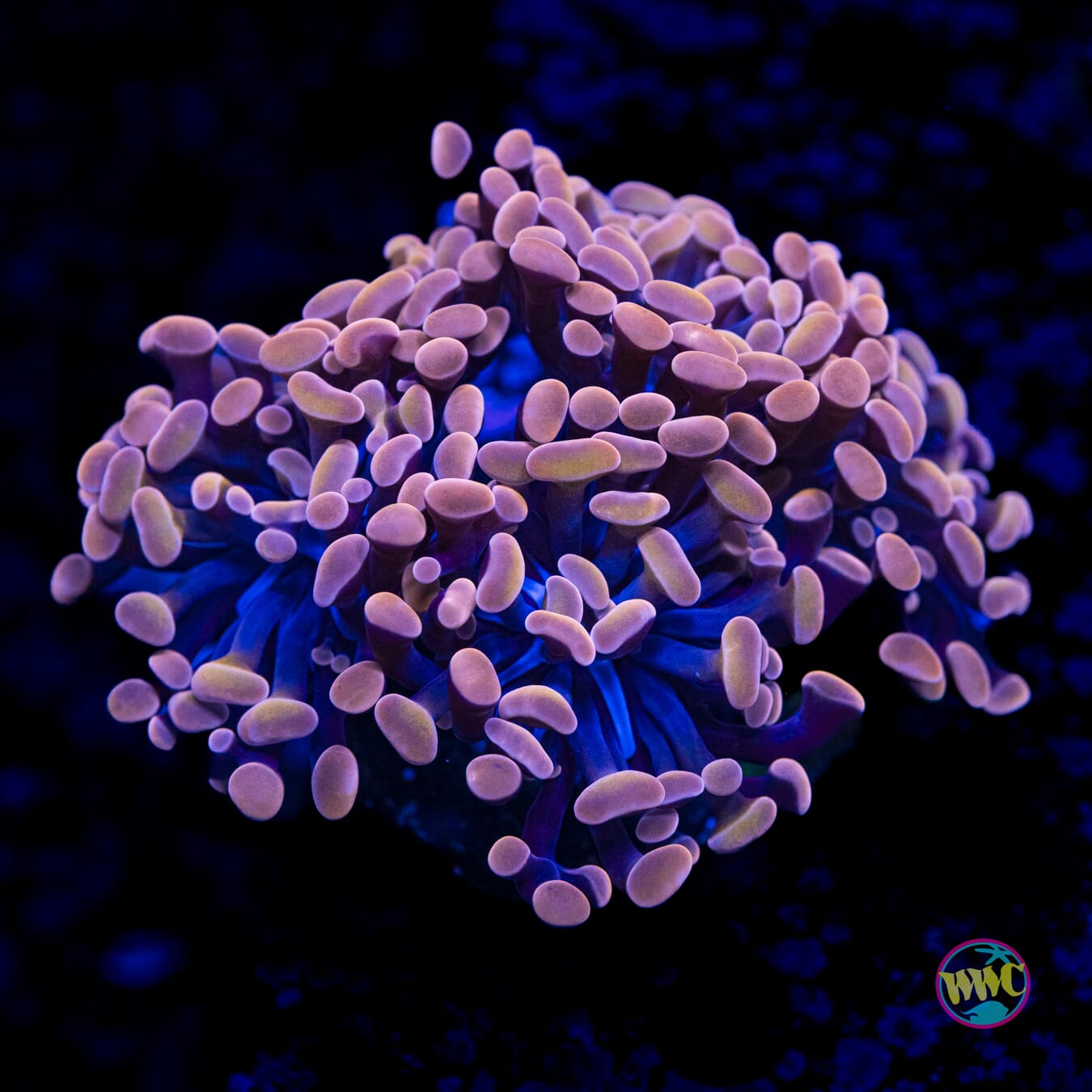 Bloodmoon Branching Hammer - Actinic Photo