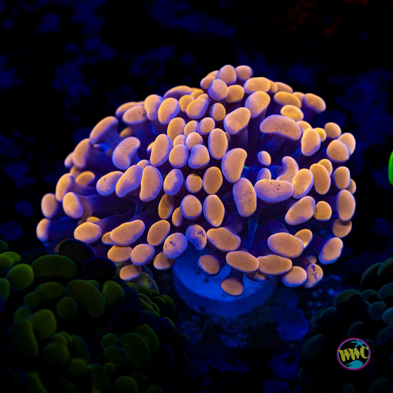 Peach Branching Hammer - Actinic Photo