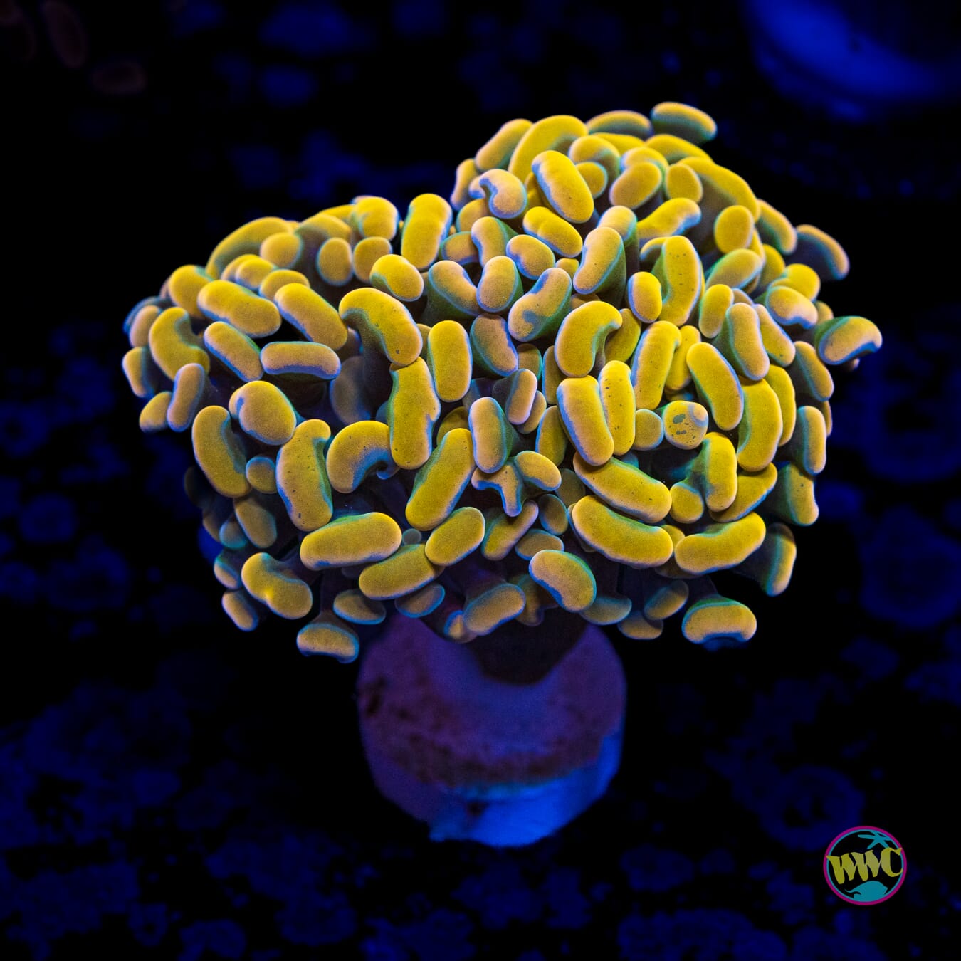 Gold Branching Hammer - Actinic Photo