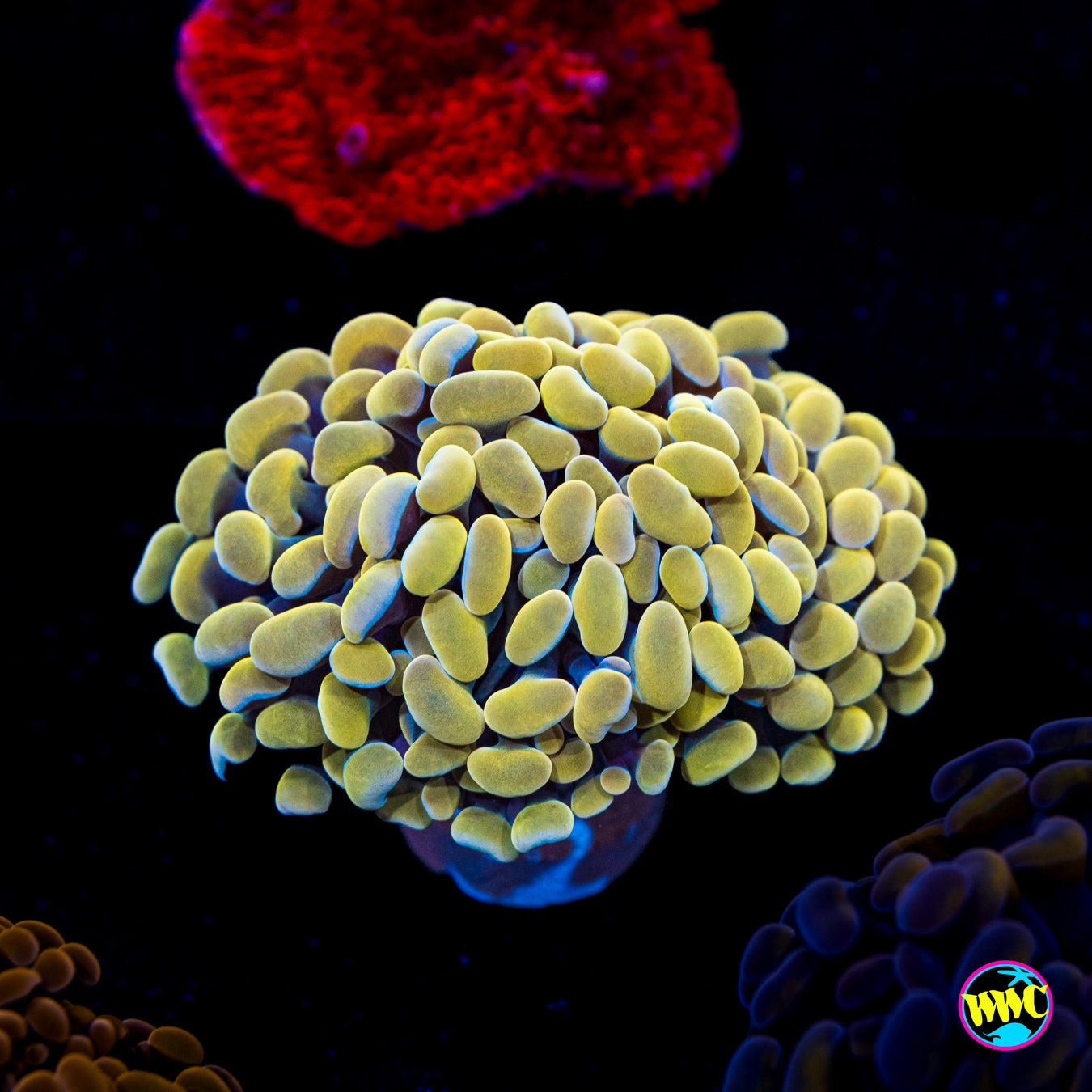 Lemon Lime Branching Hammer