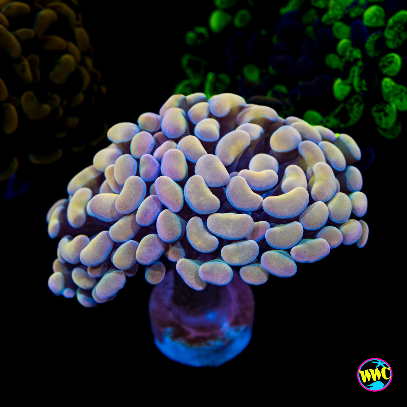 Pastel Branching Hammer