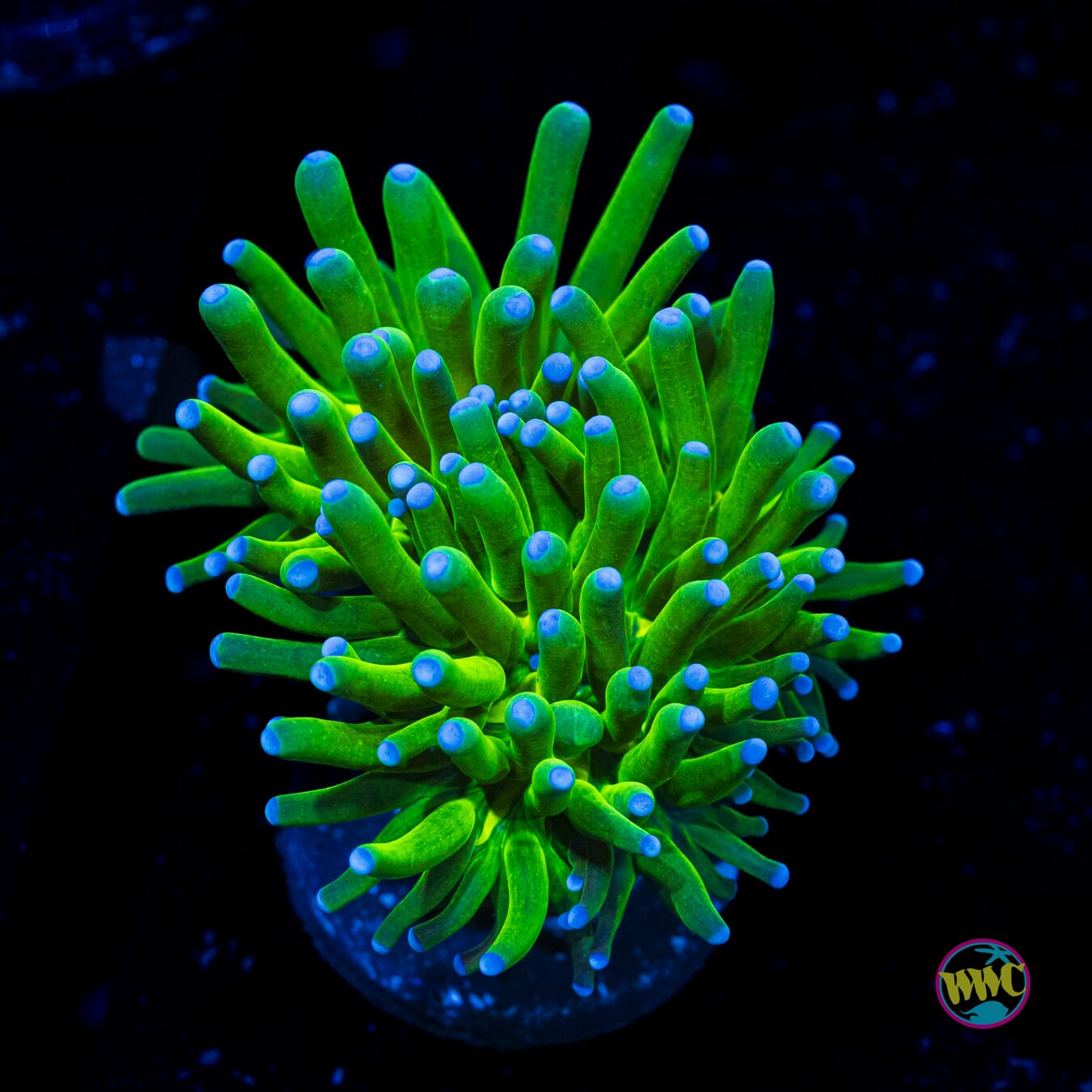 Blue Tipped Torch - Actinic Photo