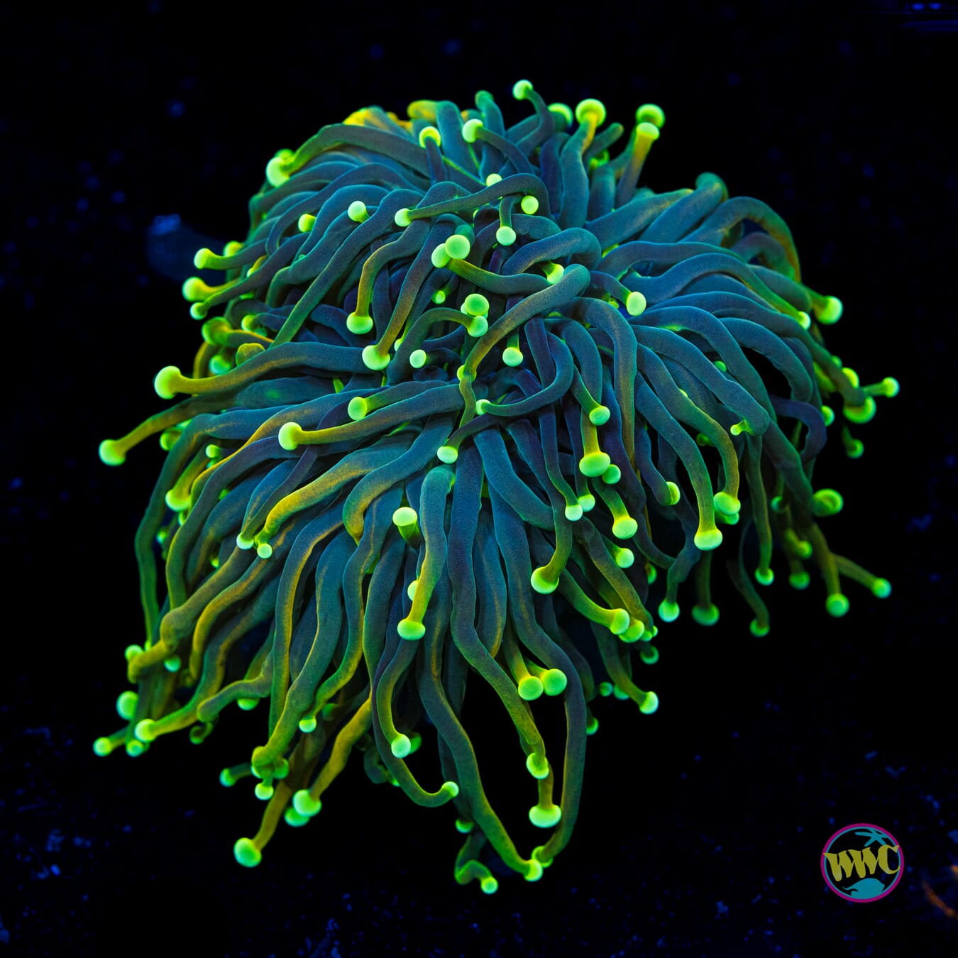 Juicy Fruit Torch - Actinic Photo