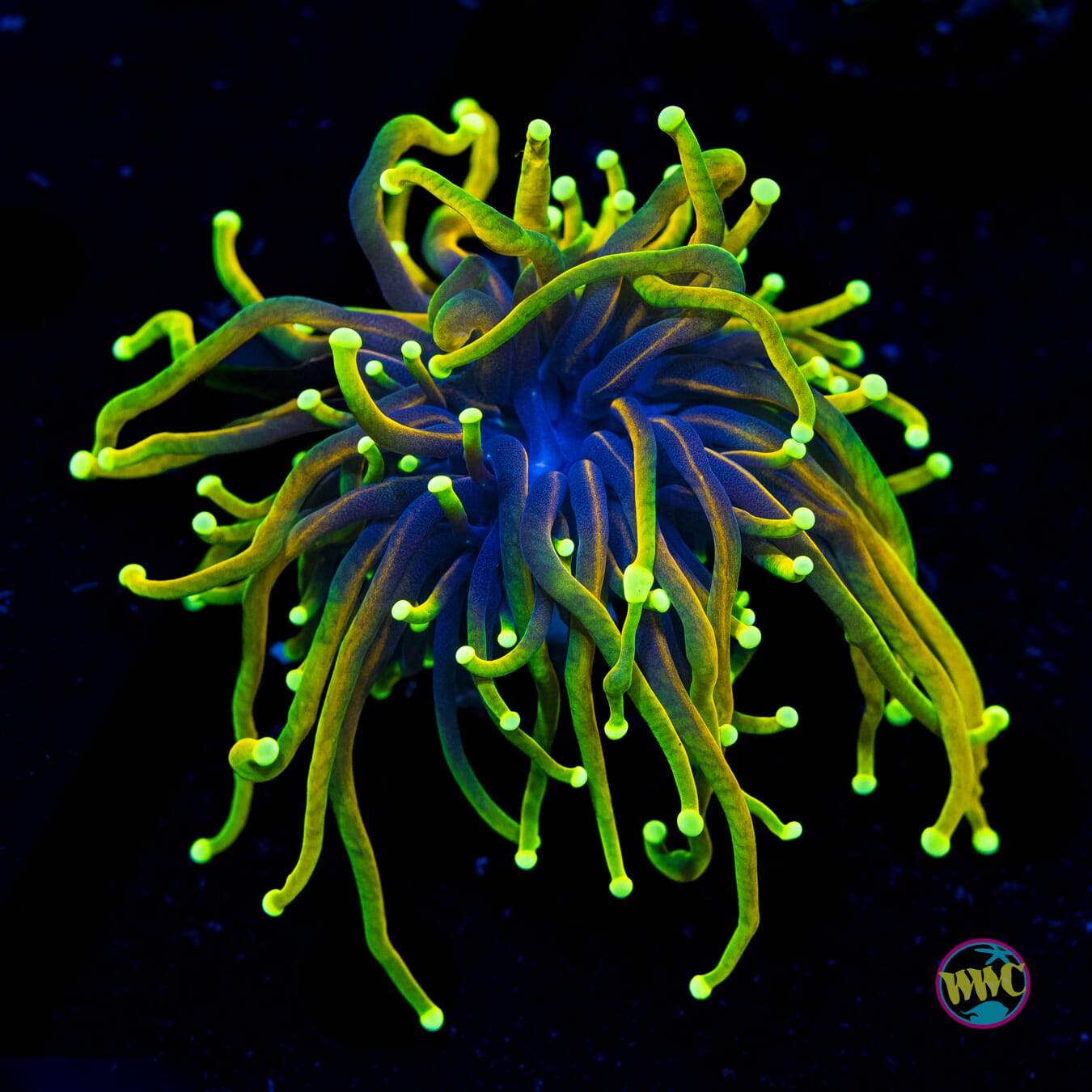 Dragon Soul Torch - Actinic Photo