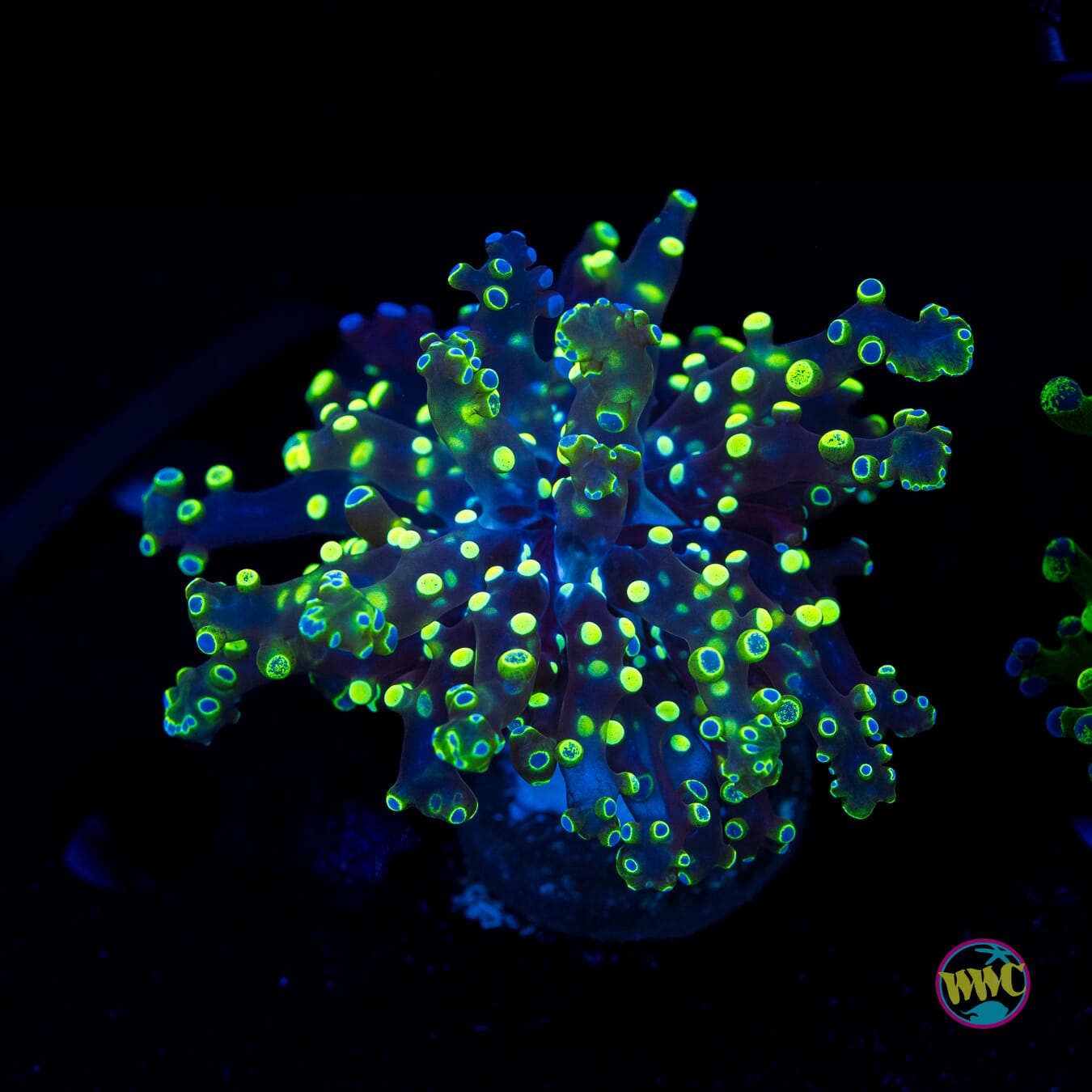 Neon Branching Frogspawn - Actinic Photo