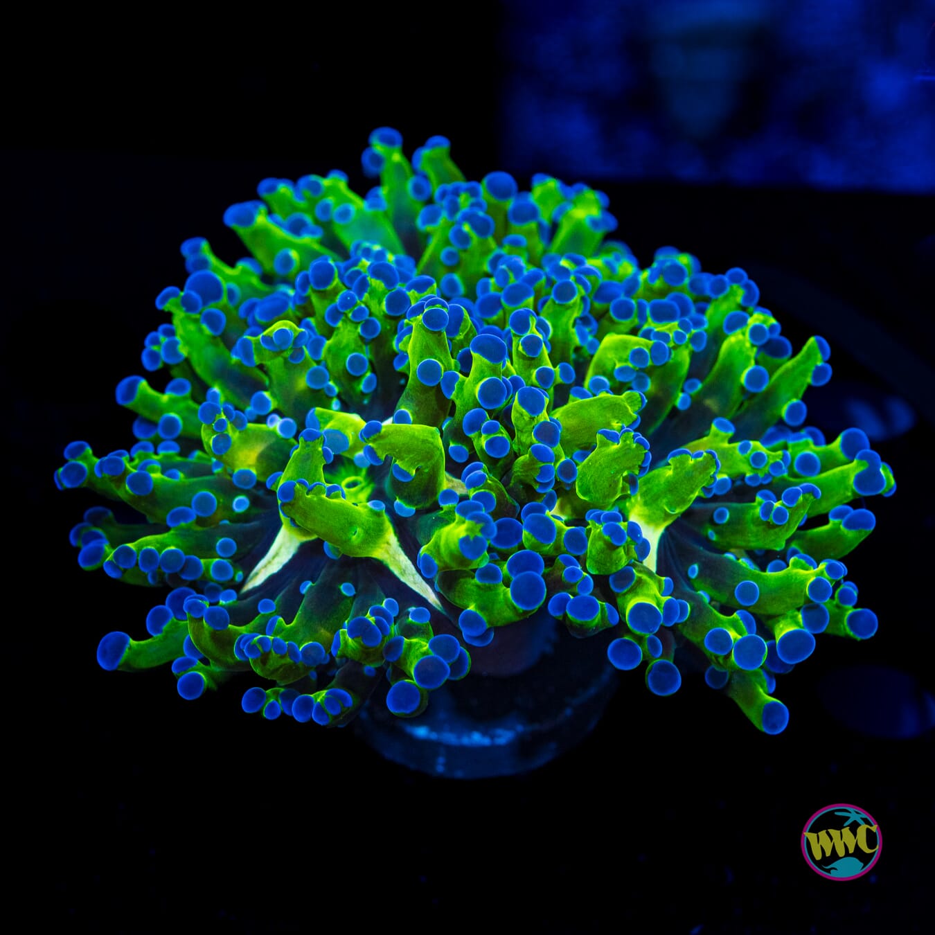 Bicolor Branching Frogspawn - Actinic Photo