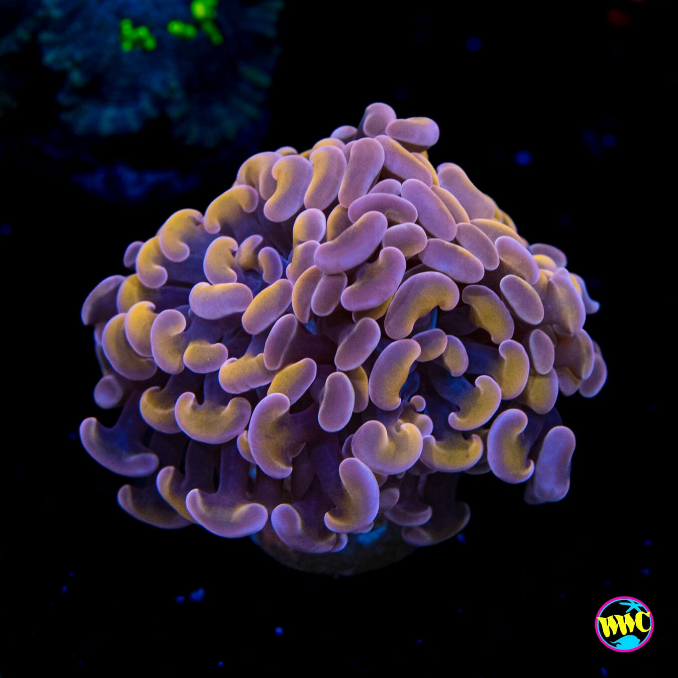 Rose Quartz Branching Hammer - Actinic Photo