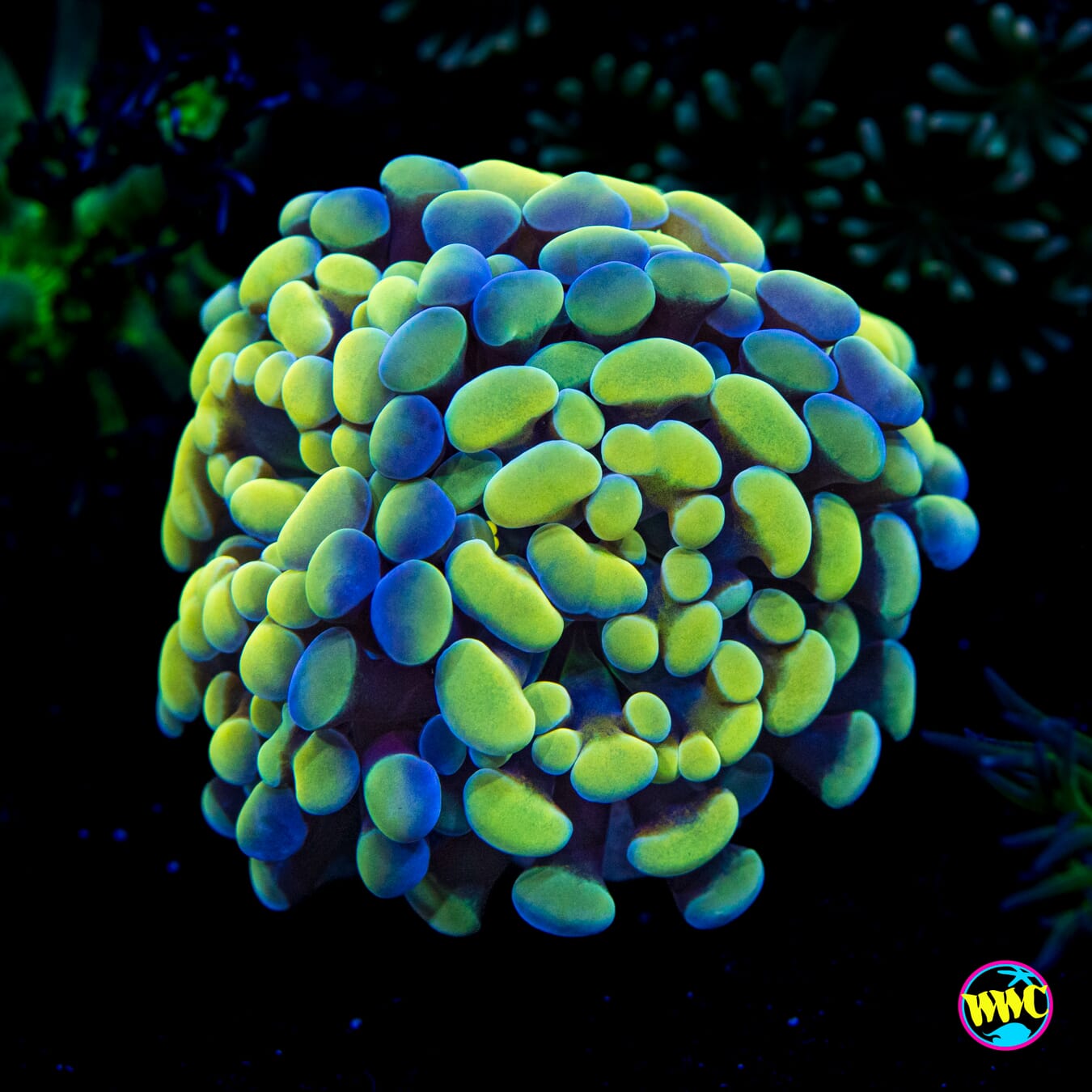 Aquarama Branching Hammer - Actinic Photo