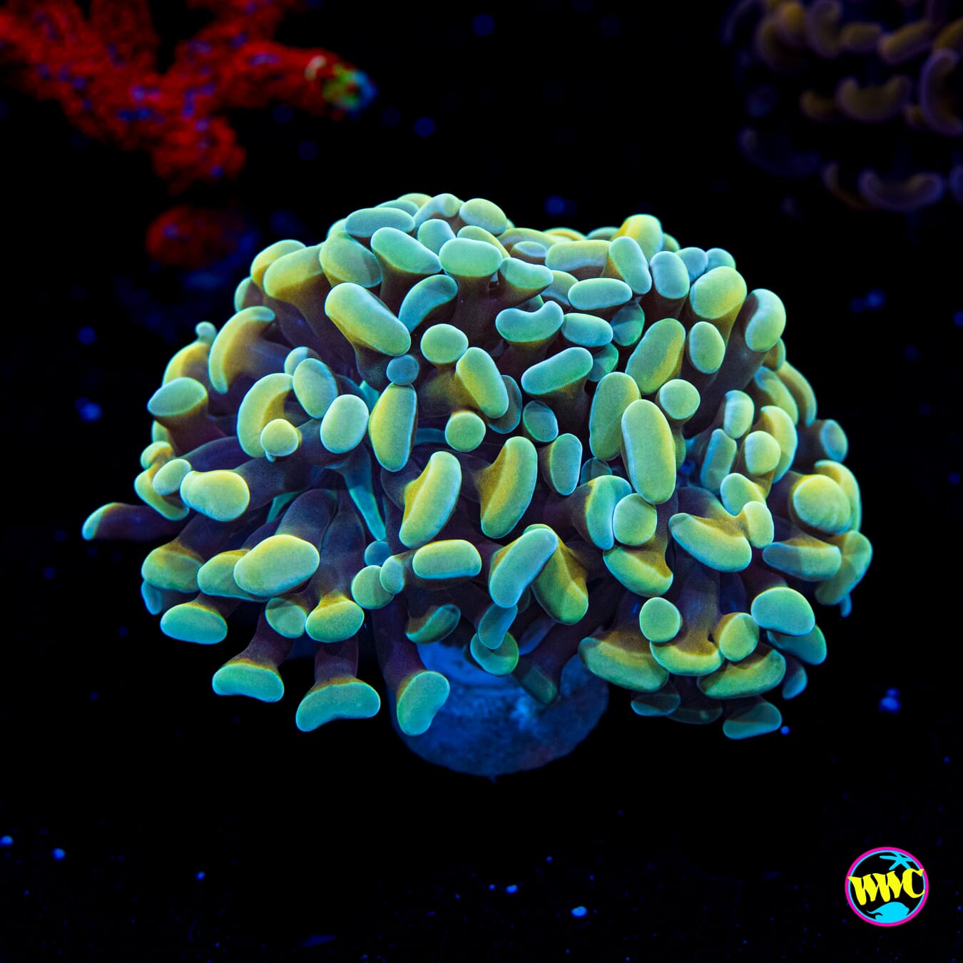 Tealio Branching Hammer - Actinic Photo