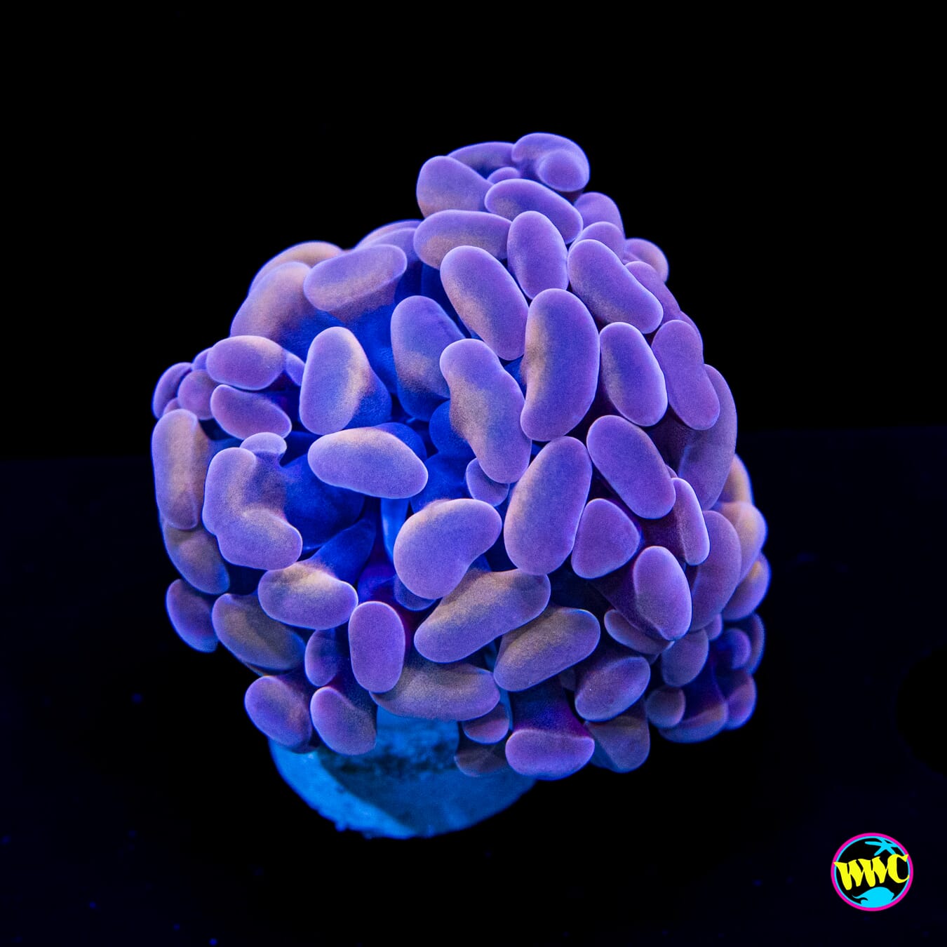 Lavender Branching Hammer - Actinic Photo