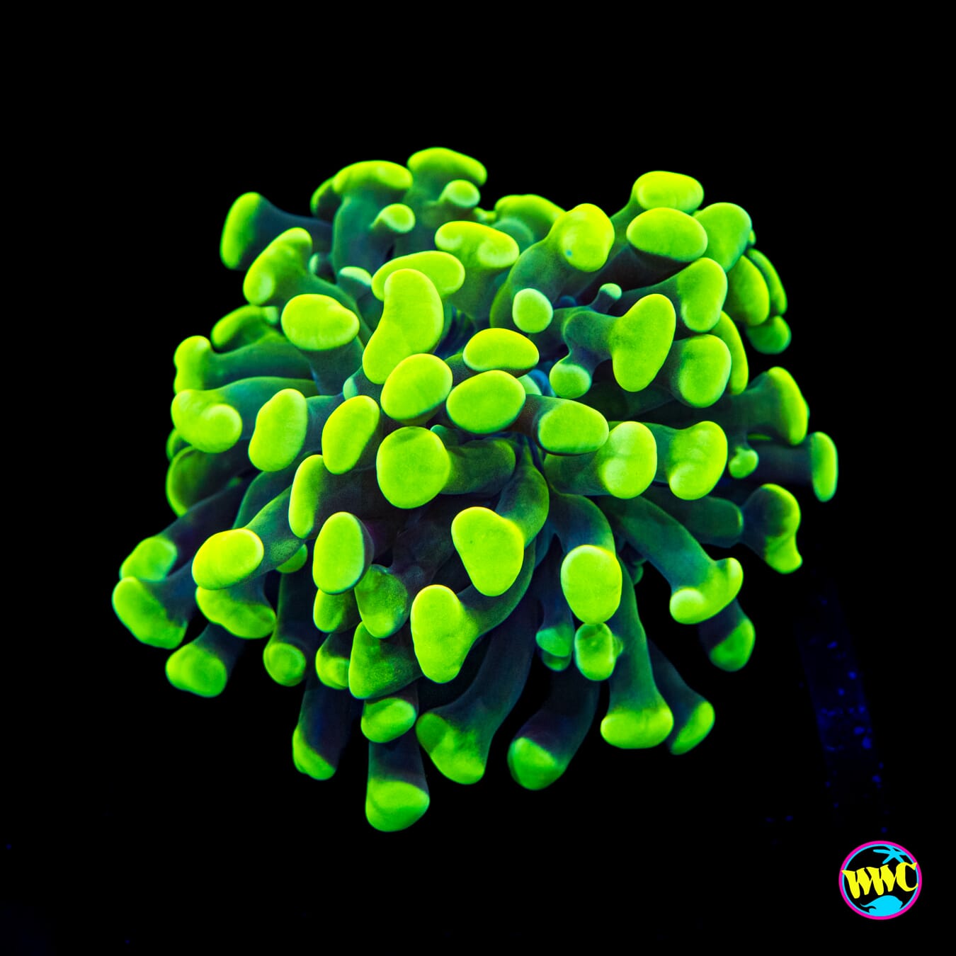 Nuclear Green Branching Hammer - Actinic Photo