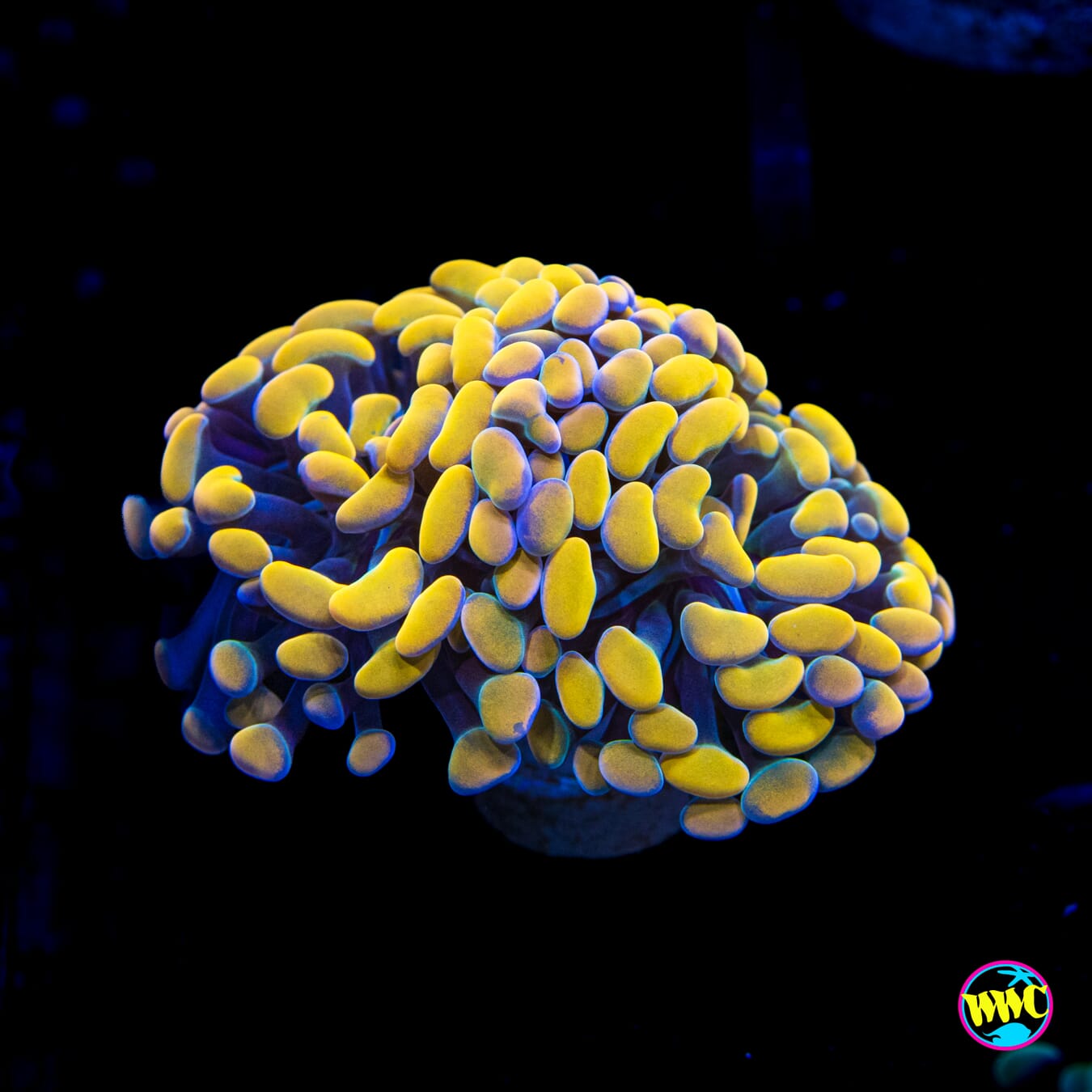 Rainbow Branching Hammer - Actinic Photo