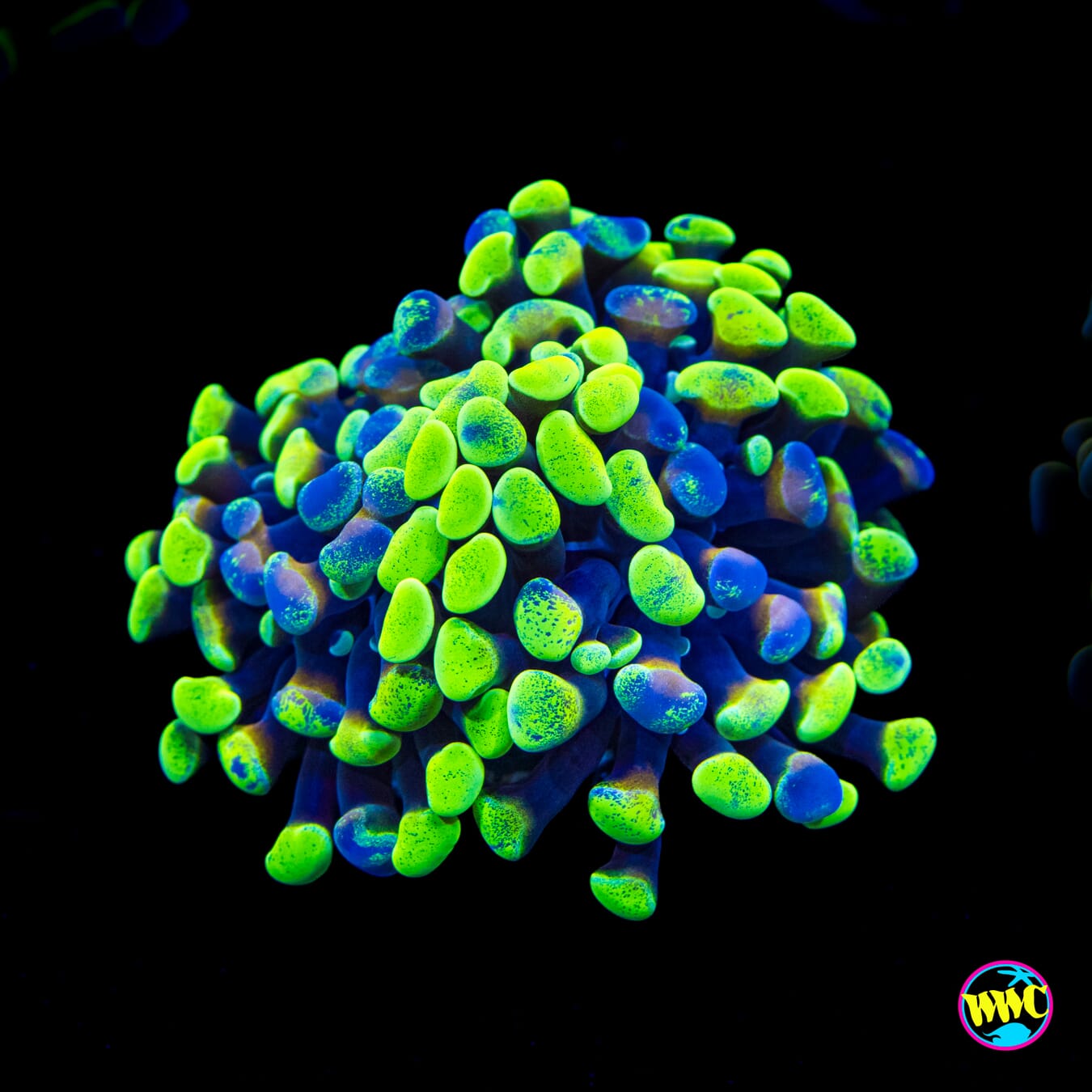 Future Girlfriend Branching Hammer - Actinic Photo