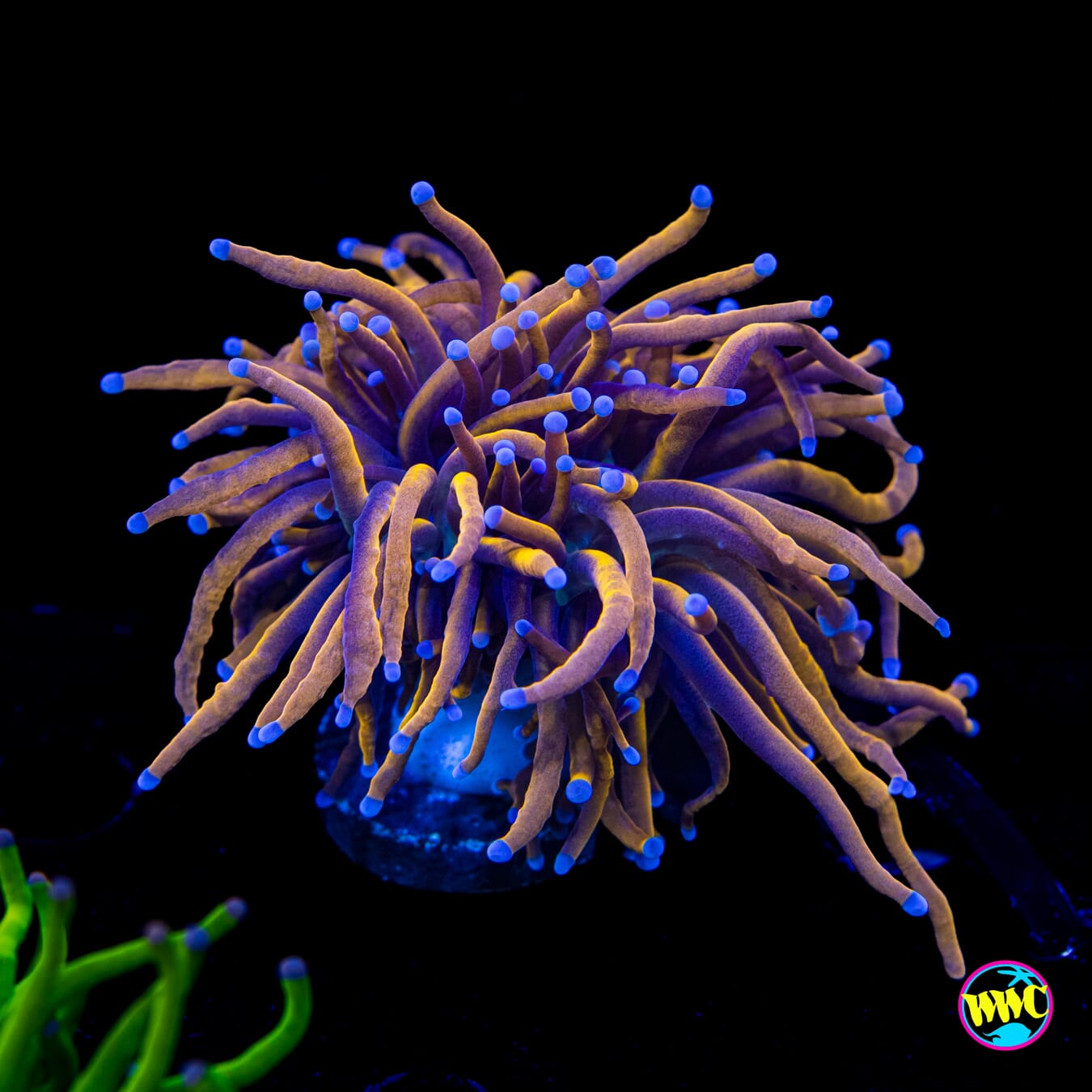 Aussie Gold Torch - Actinic Photo