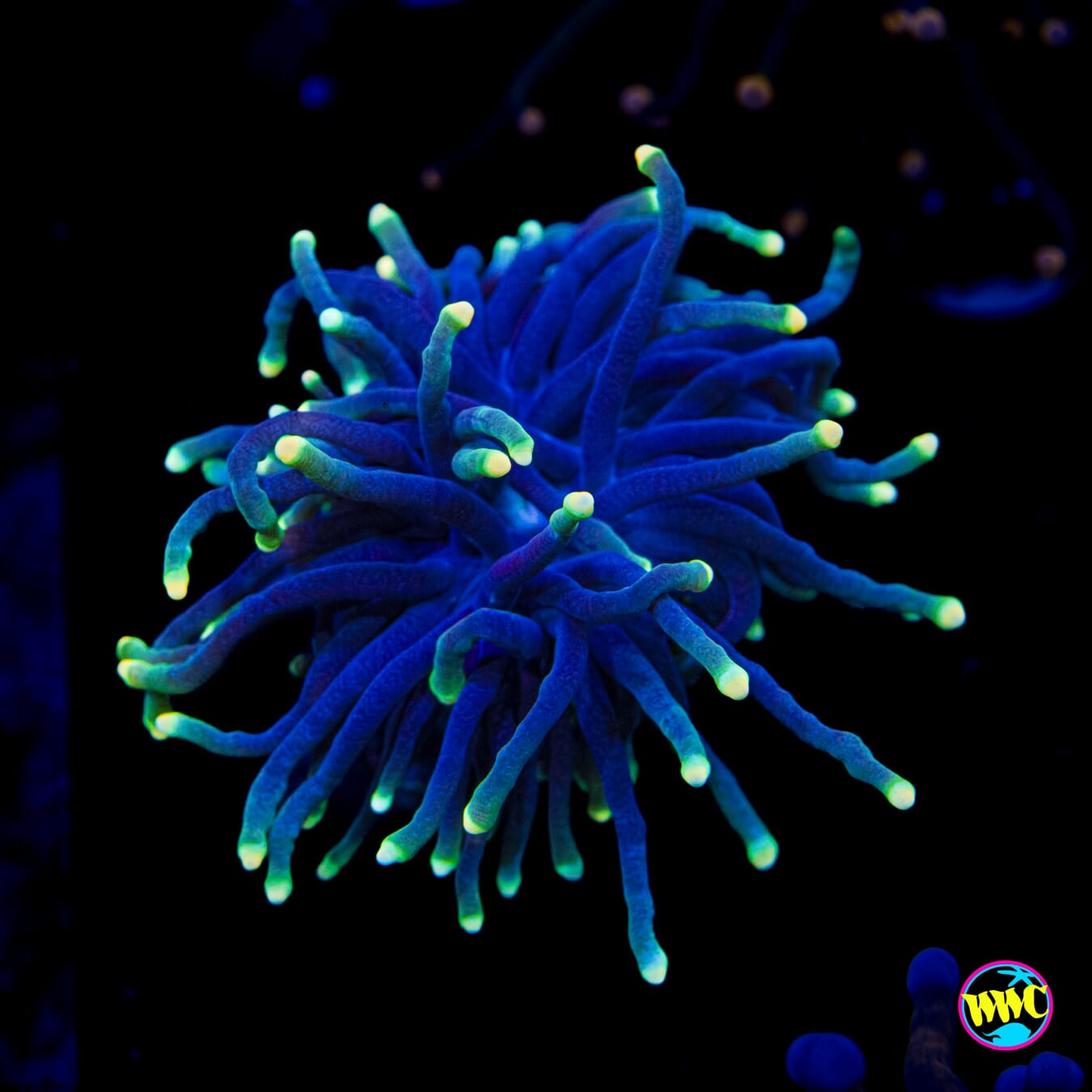 Neon Tipped Torch - Actinic Photo