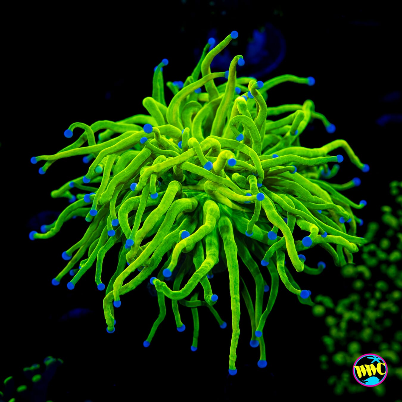 Green Grail Torch - Actinic Photo