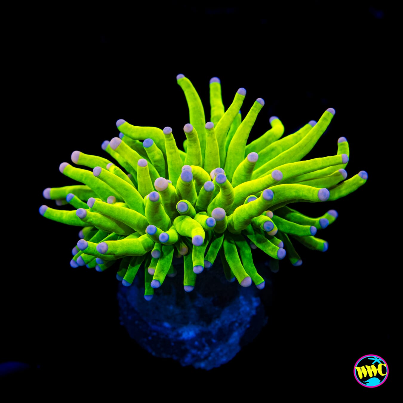 Ultimate Cotton Candy Torch - Actinic Photo