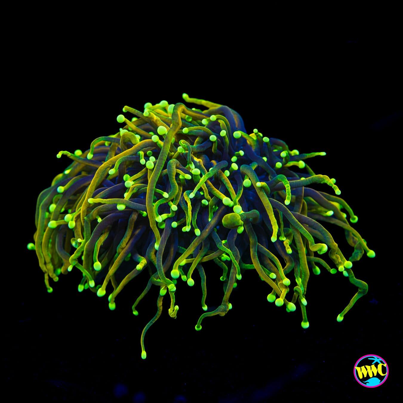 Dragon Soul Torch - Actinic Photo