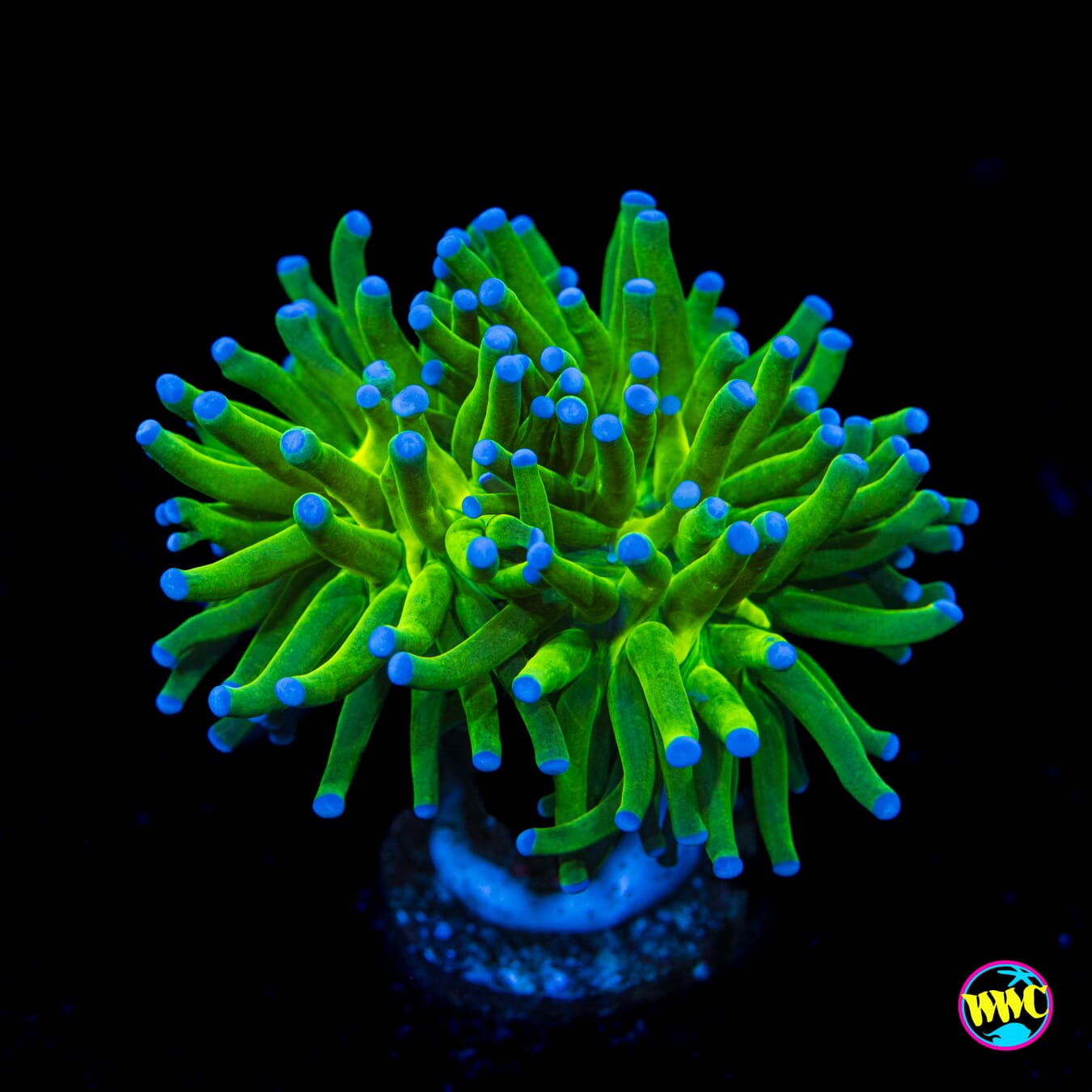 Blue Tipped Torch - Actinic Photo