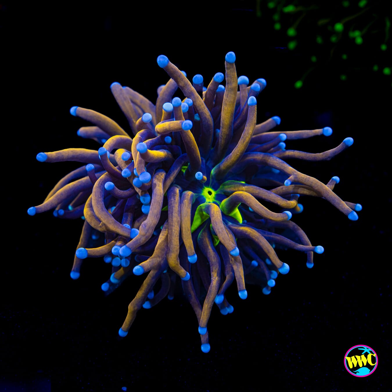 NY Knicks Torch - Actinic Photo