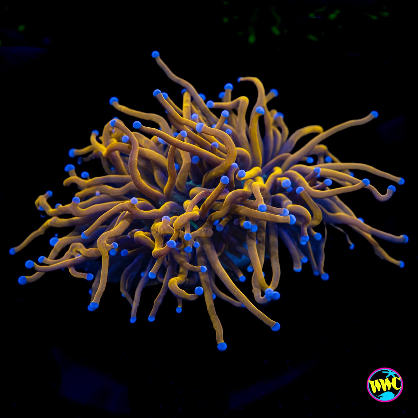 Rapunzel Torch - Actinic Photo