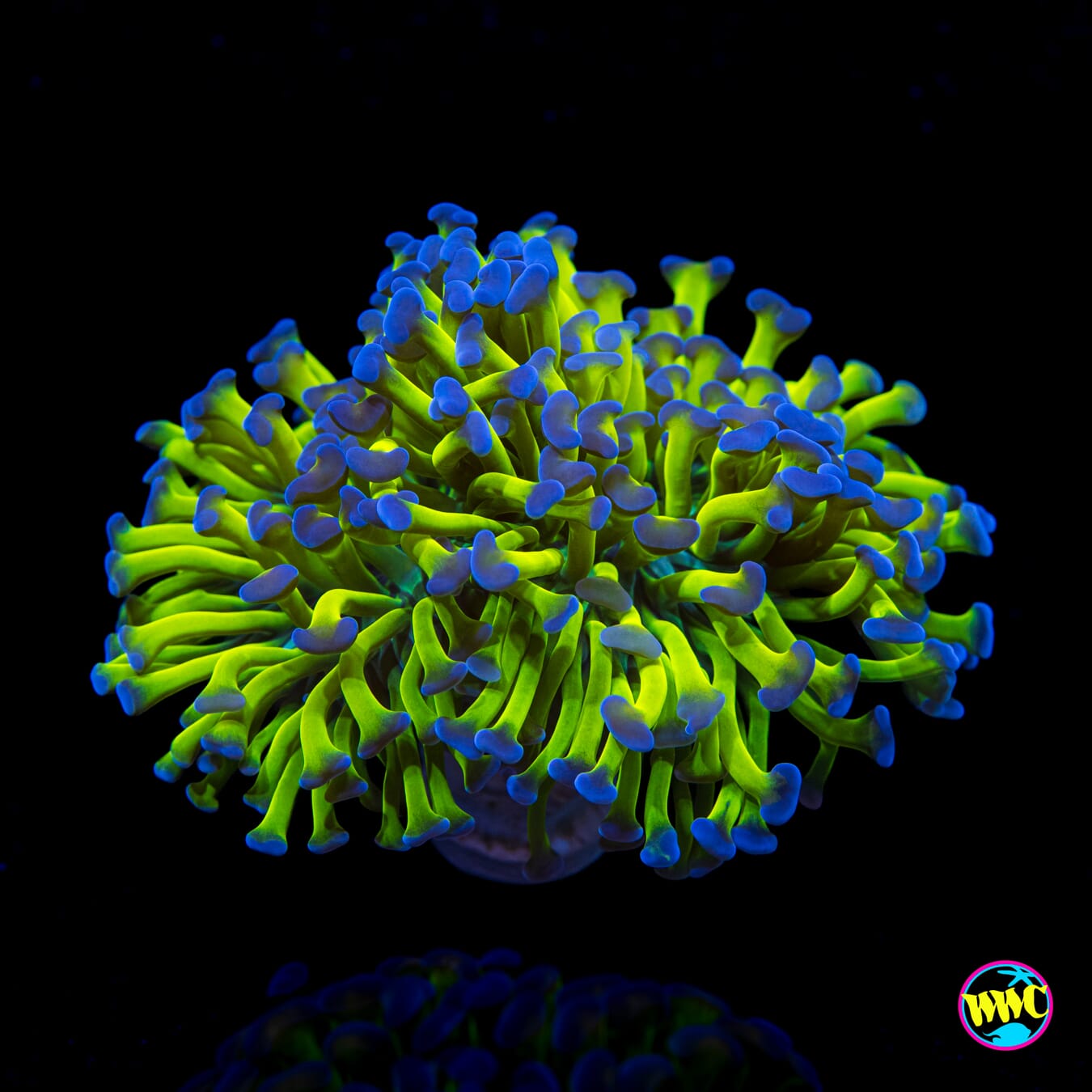 Bicolor Branching Frammer - Actinic Photo