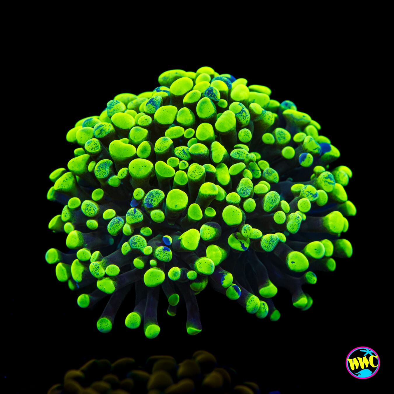 Splatter Branching Hammer - Actinic Photo