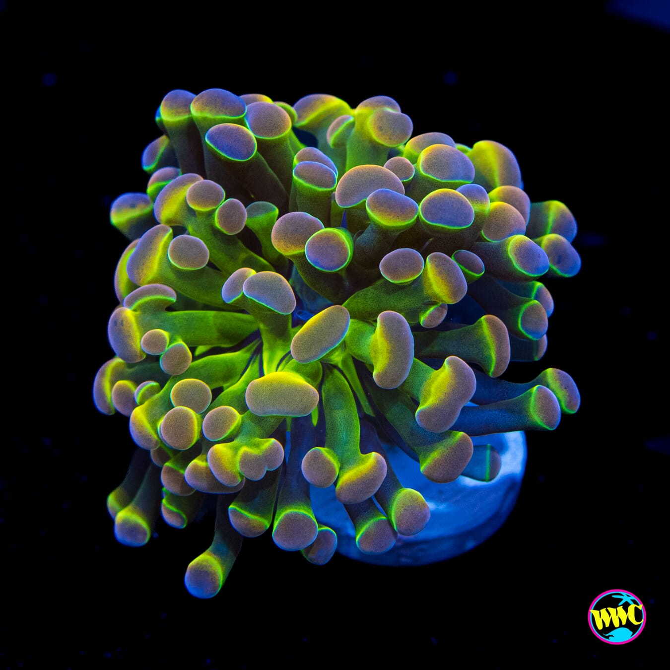 Holy Grail Branching Hammer - Actinic Photo