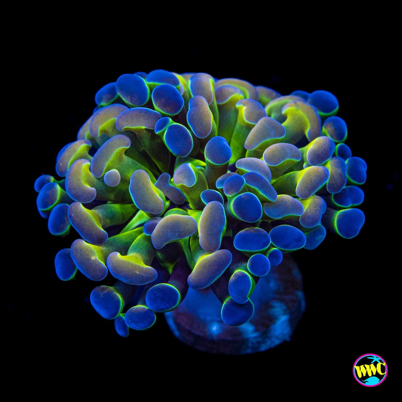 Hologram Branching Hammer - Actinic Photo