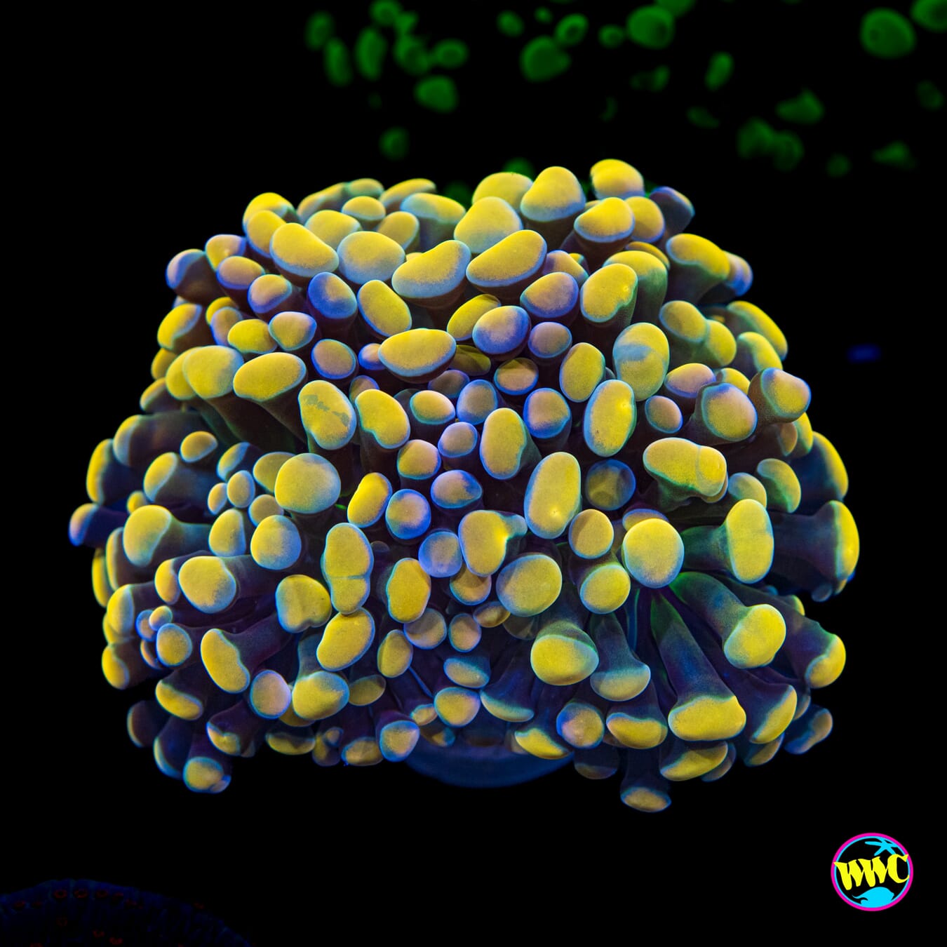 Rainbow Branching Hammer - Actinic Photo