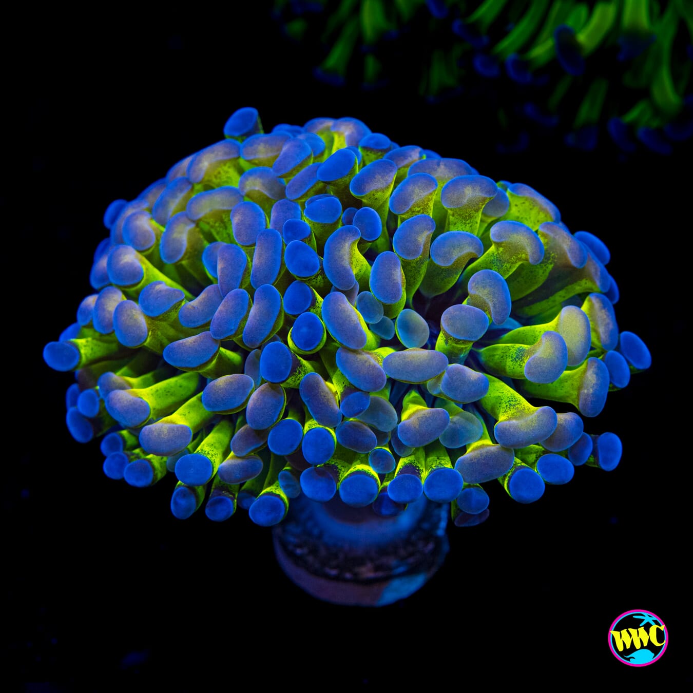 Ultimate Bicolor Branching Hammer - Actinic Photo