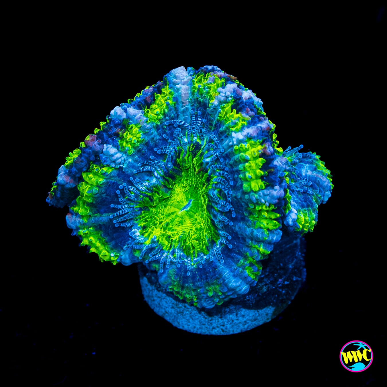 Grapevine Aussie Lord - Actinic Photo