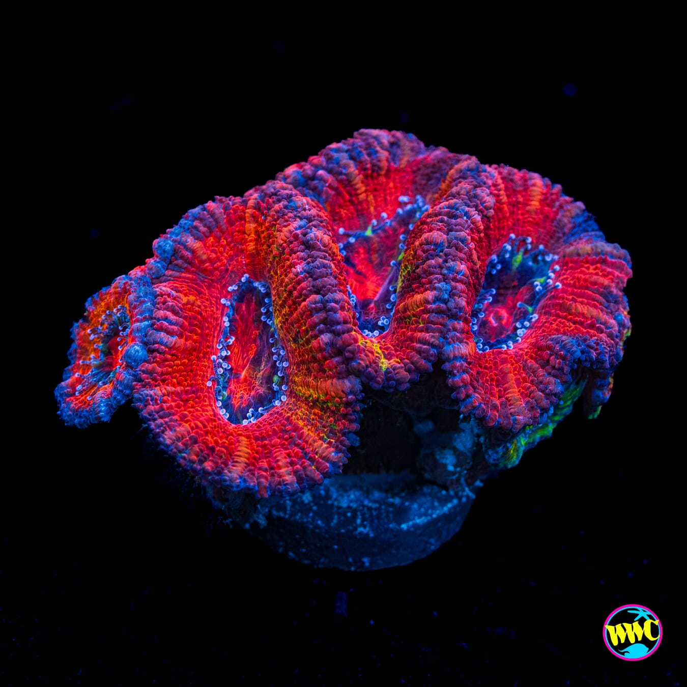 Fluffy Berries Aussie Lord - Actinic Photo