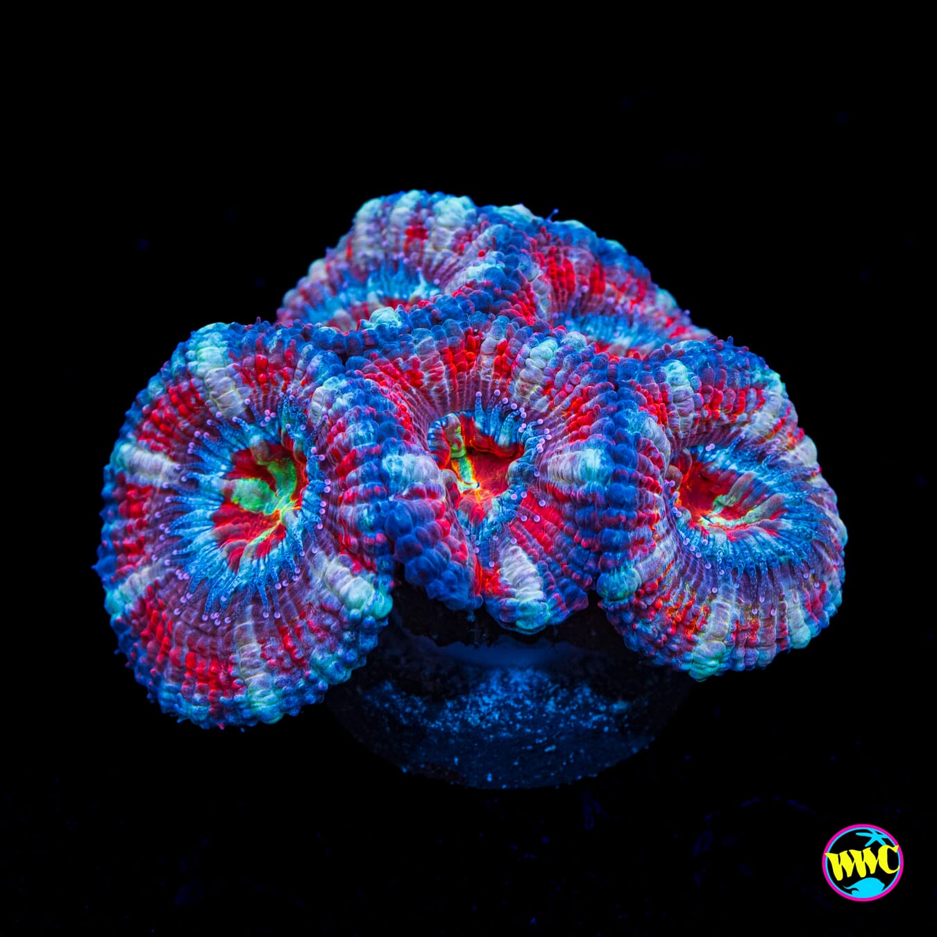 Stars and Stripes Aussie Lord - Actinic Photo