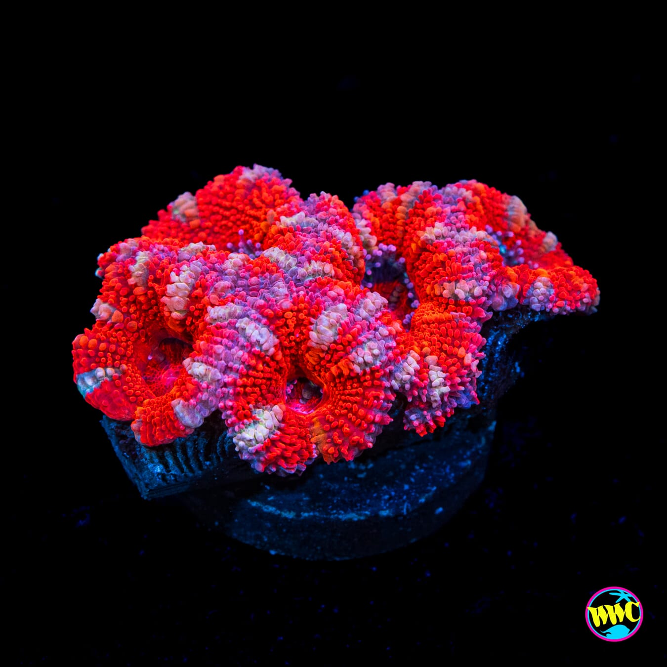 Heart Breaker Aussie Lord - Actinic Photo