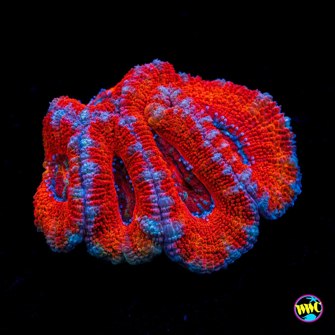 Red Rover Aussie Lord - Actinic Photo