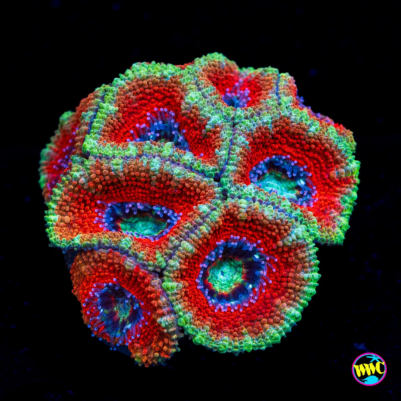 Forever Sunset Aussie Lord - Actinic Photo