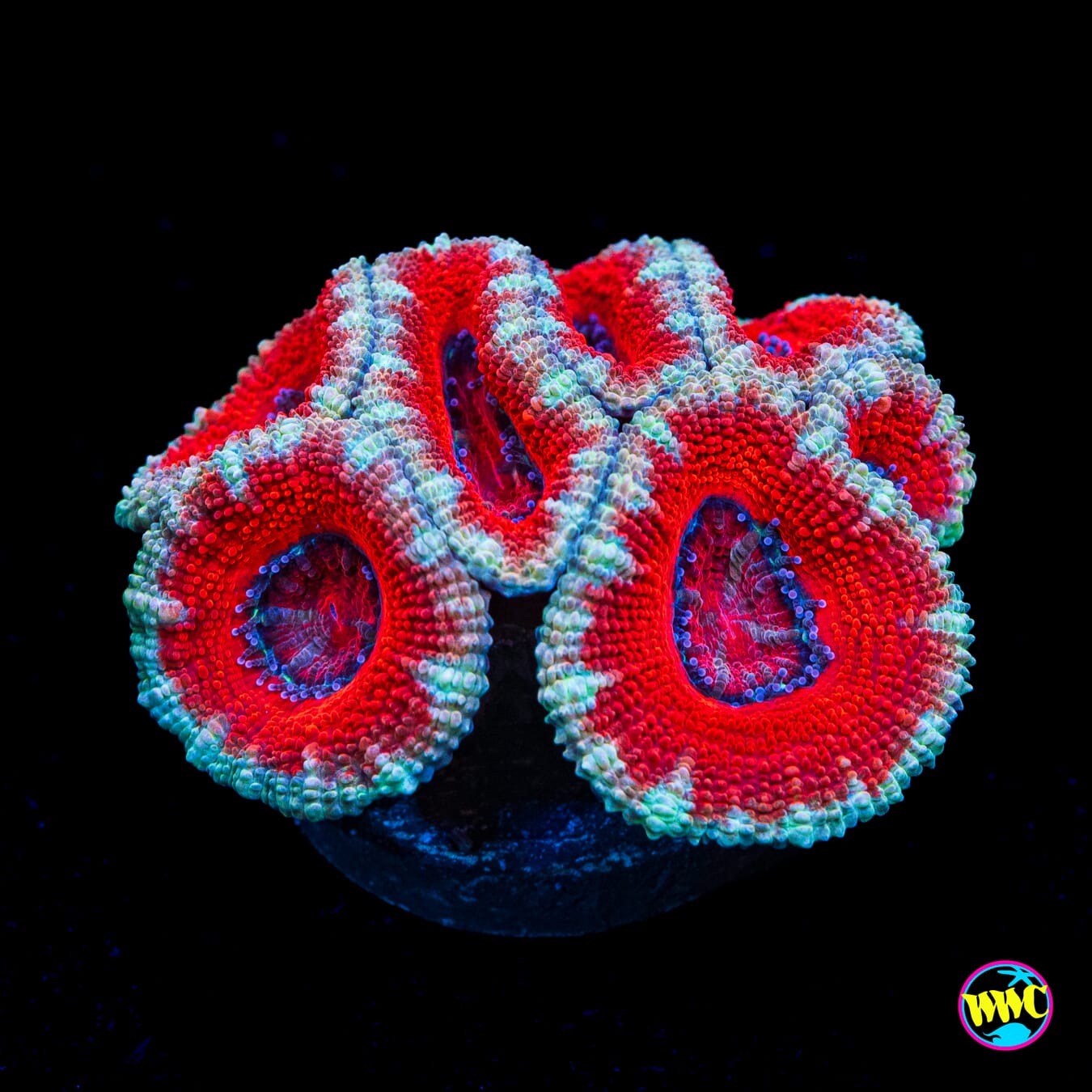 Silver Ring Aussie Lord - Actinic Photo