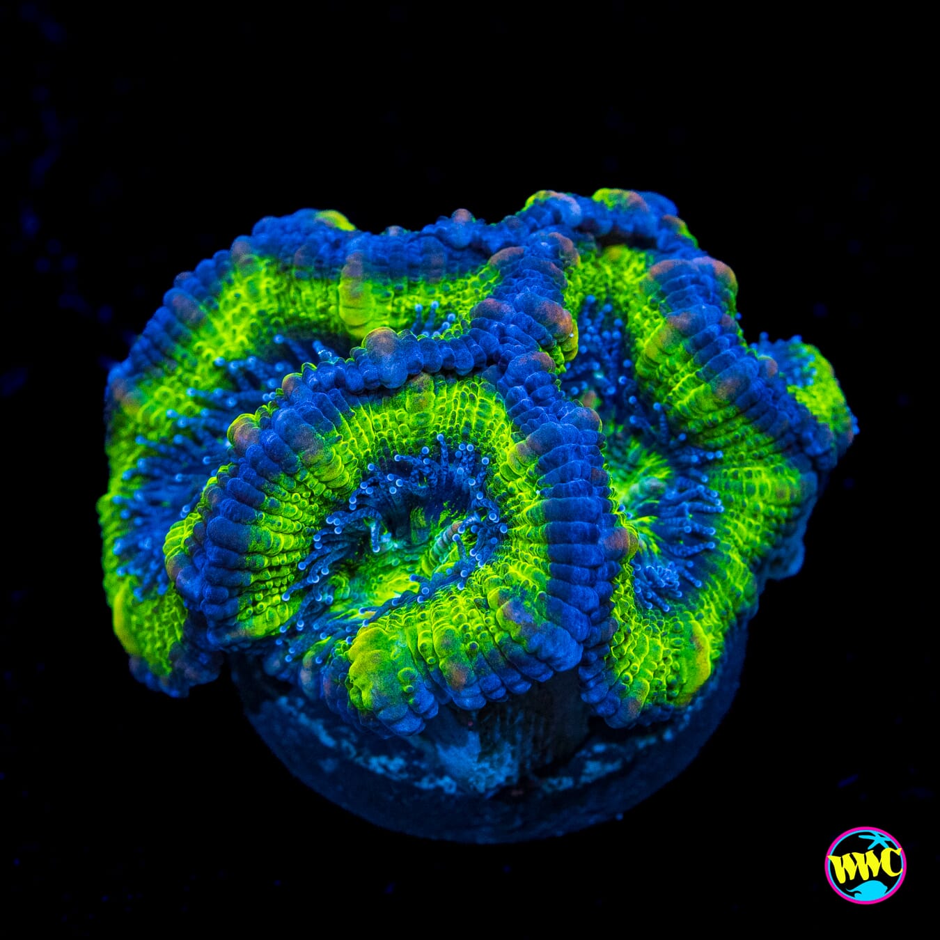 Green Ogre Aussie Lord - Actinic Photo