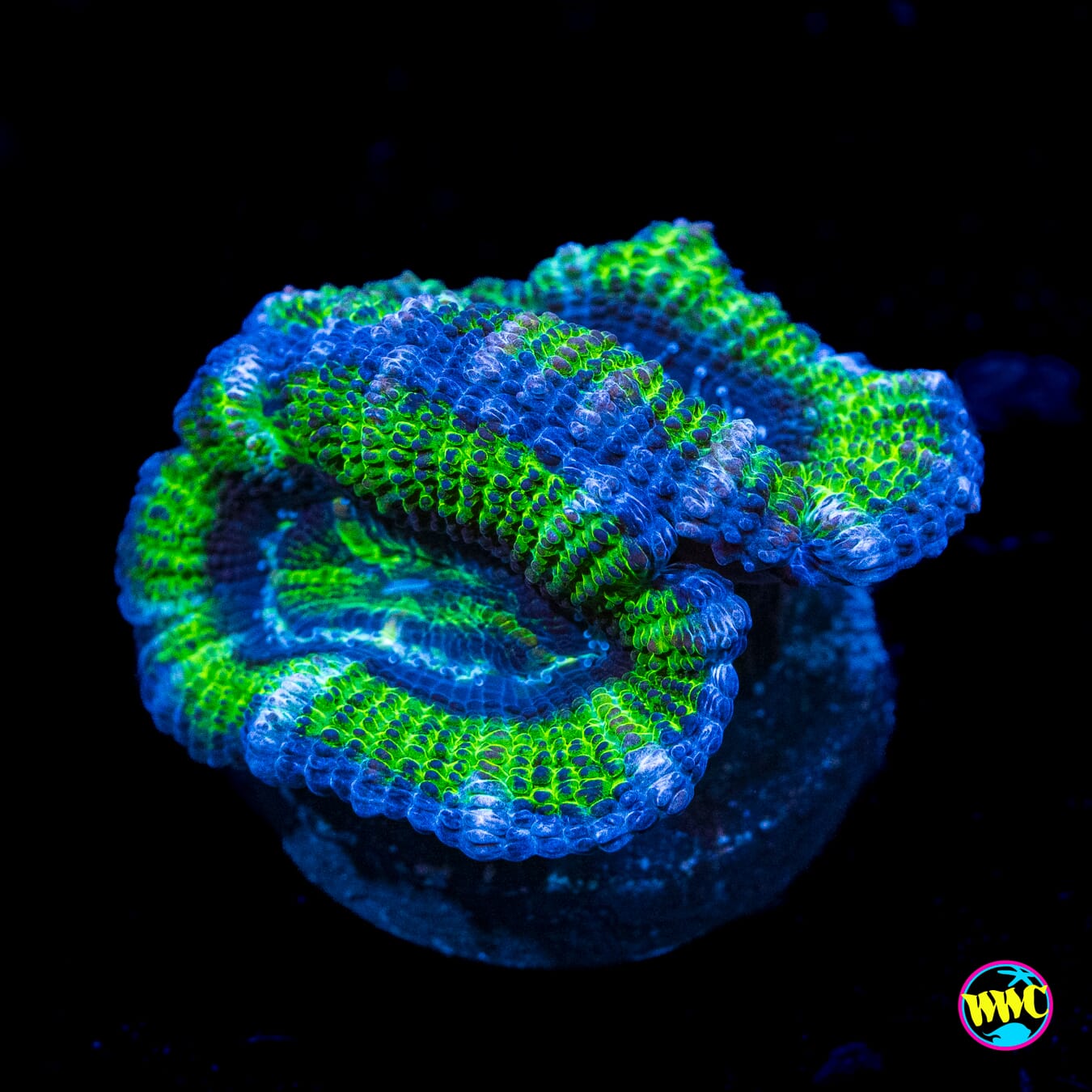 Sour Apple Aussie Lord - Actinic Photo