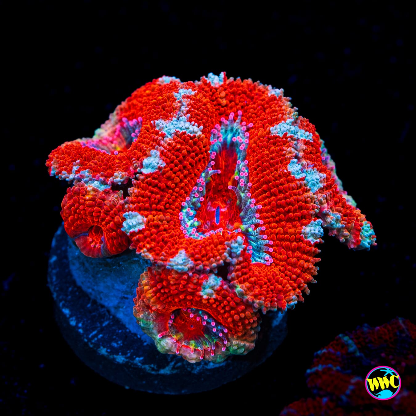 Silver Streaker Aussie Lord - Actinic Photo