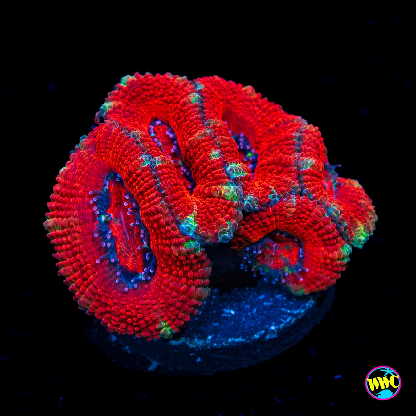 Fully Bonkerz Aussie Lord - Actinic Photo