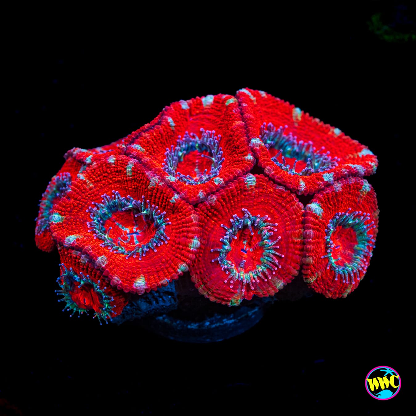 Red Hotz Aussie Lord - Actinic Photo