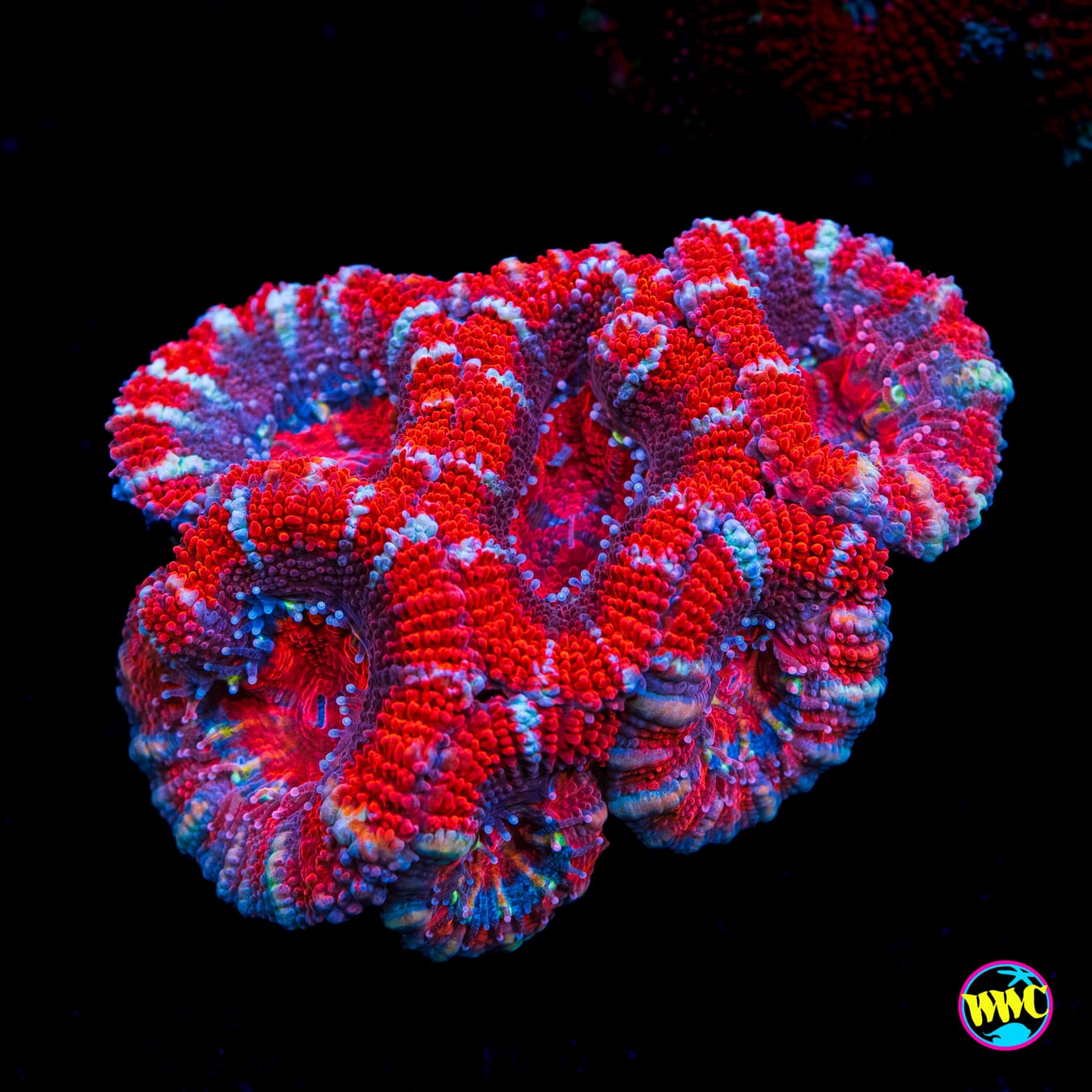 Purple Nurple Aussie Lord - Actinic Photo