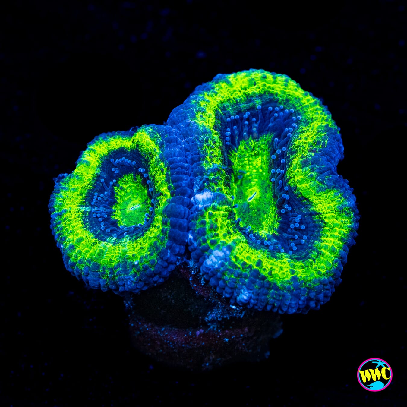 UFO Aussie Lord - Actinic Photo