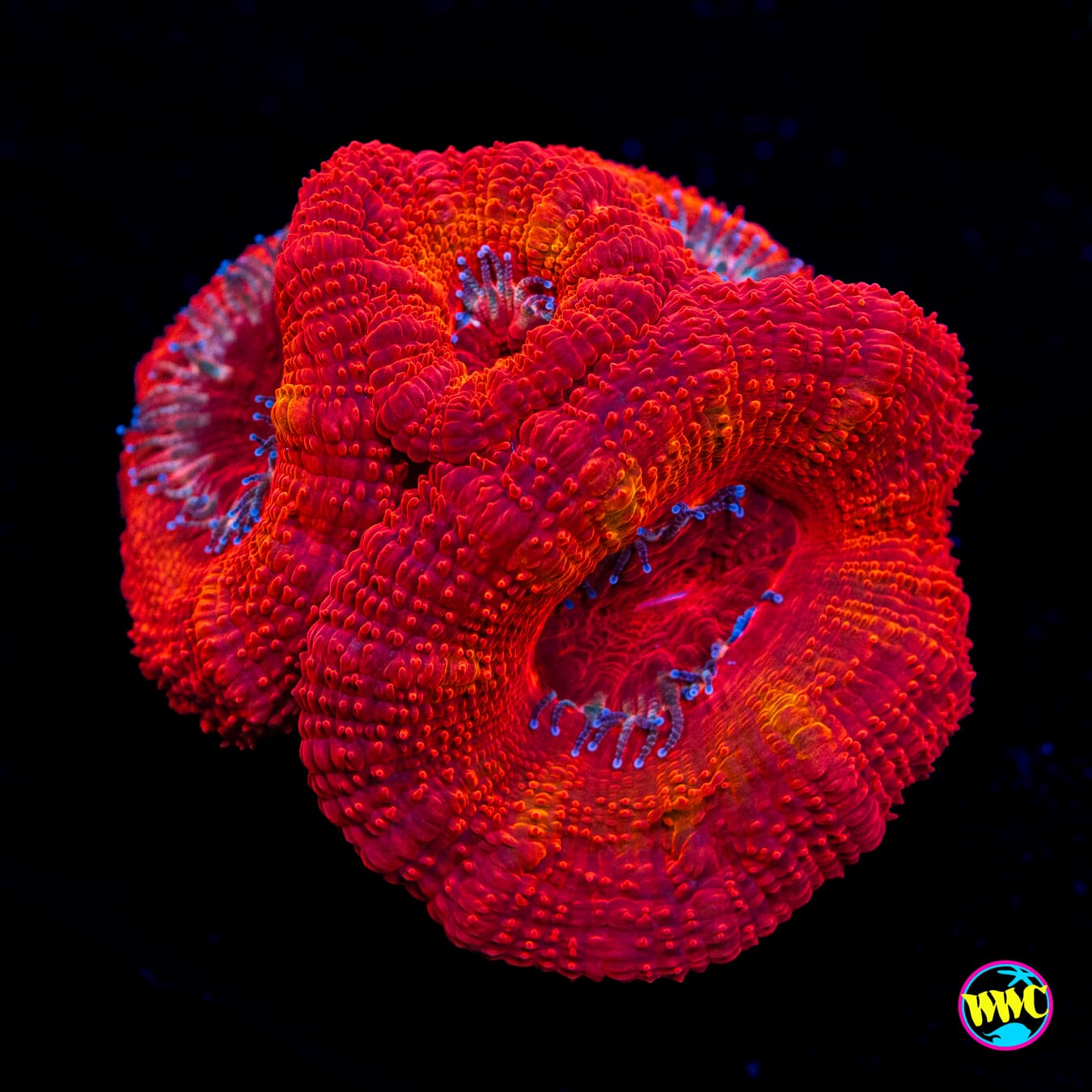 Fluffy Red Aussie Lord - Actinic Photo