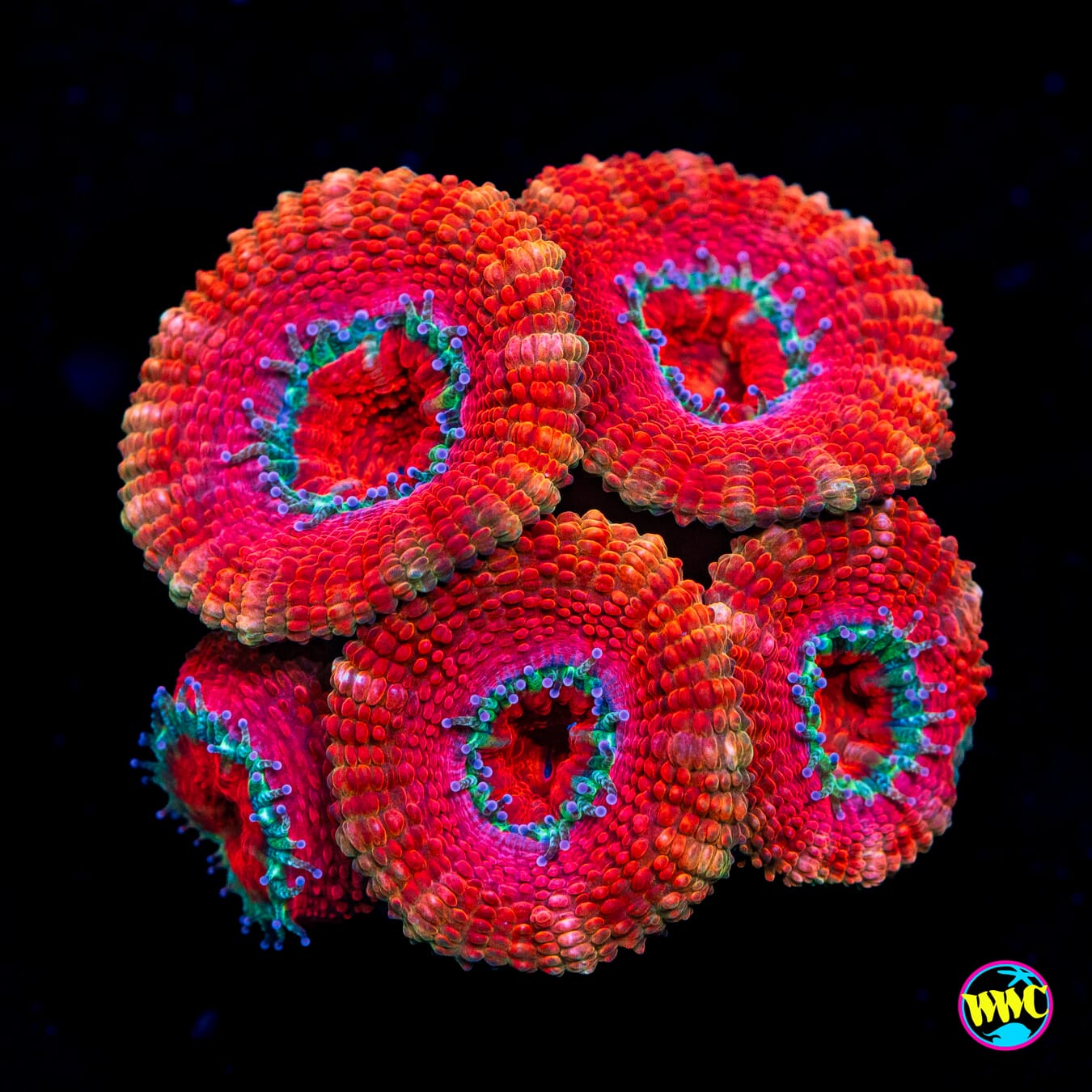 Cran Razz Aussie Lord - Actinic Photo