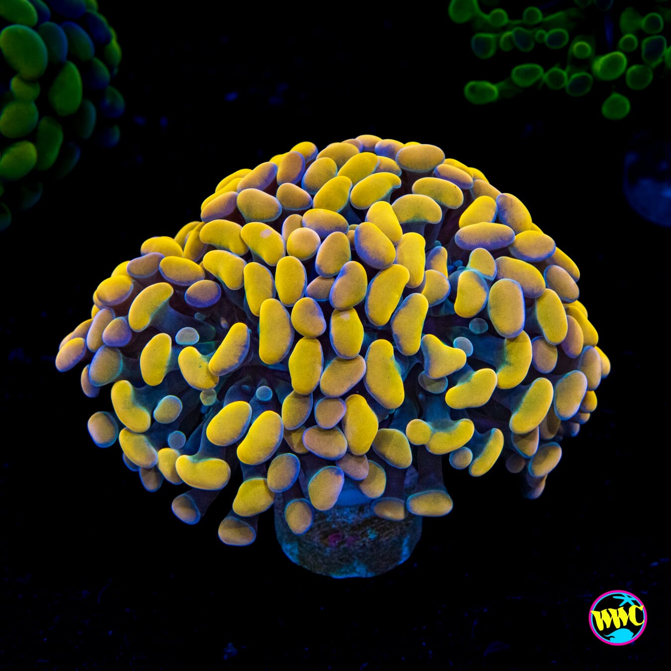 Gold Branching Hammer - Actinic Photo