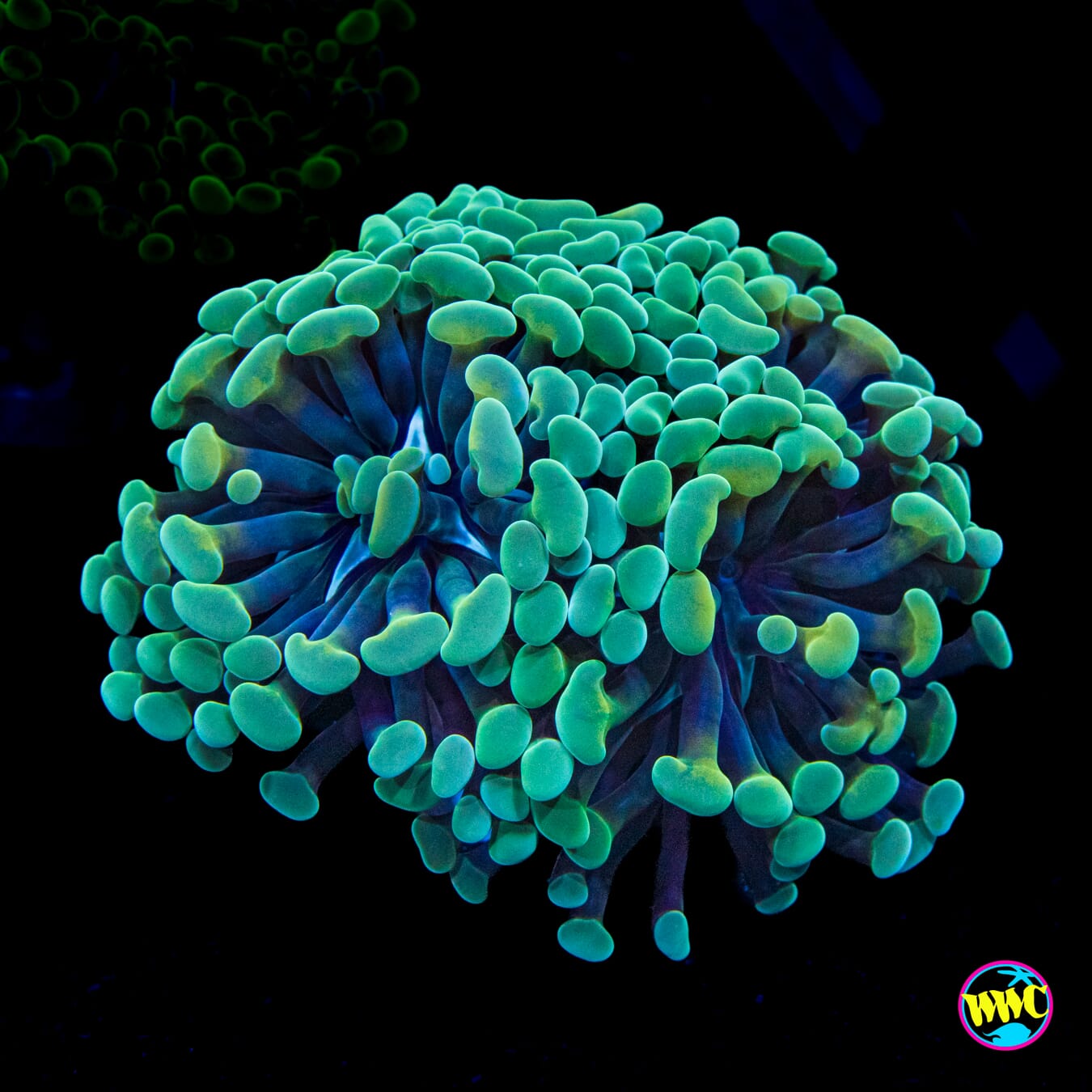 Tealio Branching Hammer - Actinic Photo